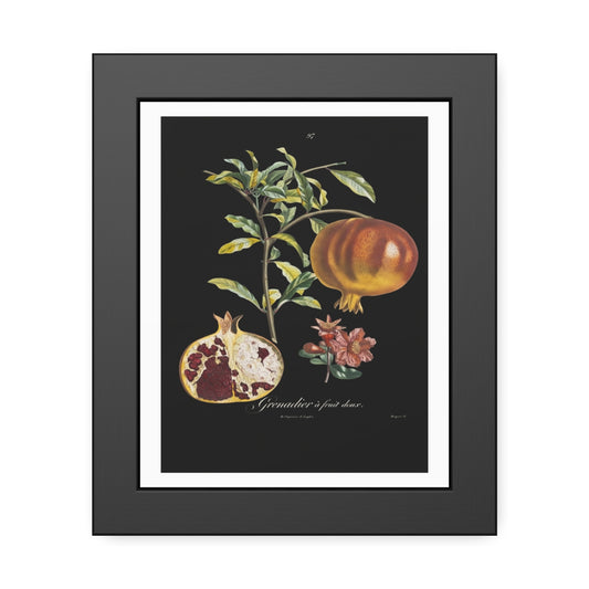 Pomegranate Botanical Framed Poster — Vintage Fruit Art Print