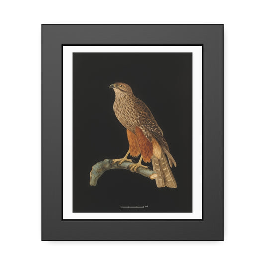 Framed Bird Art Print — Vintage Red-Shouldered Hawk Illustration Poster