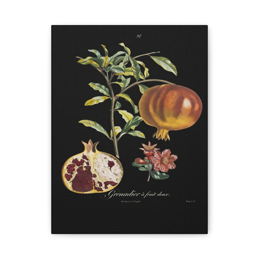 Pomegranate Botanical Canvas Print — Matte Stretched Wall Art