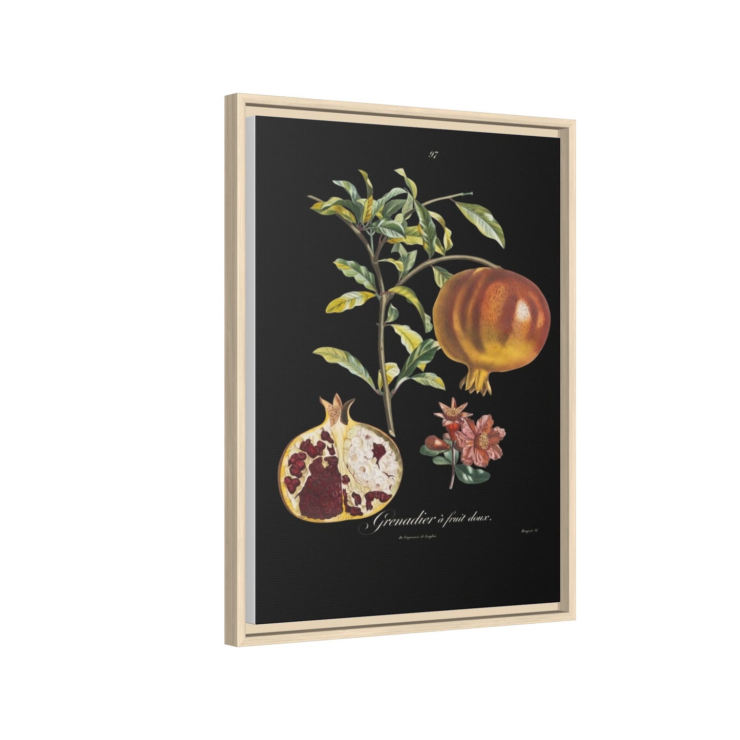 Pomegranate Botanical Framed Canvas Print — Vintage Fruit Wall Art