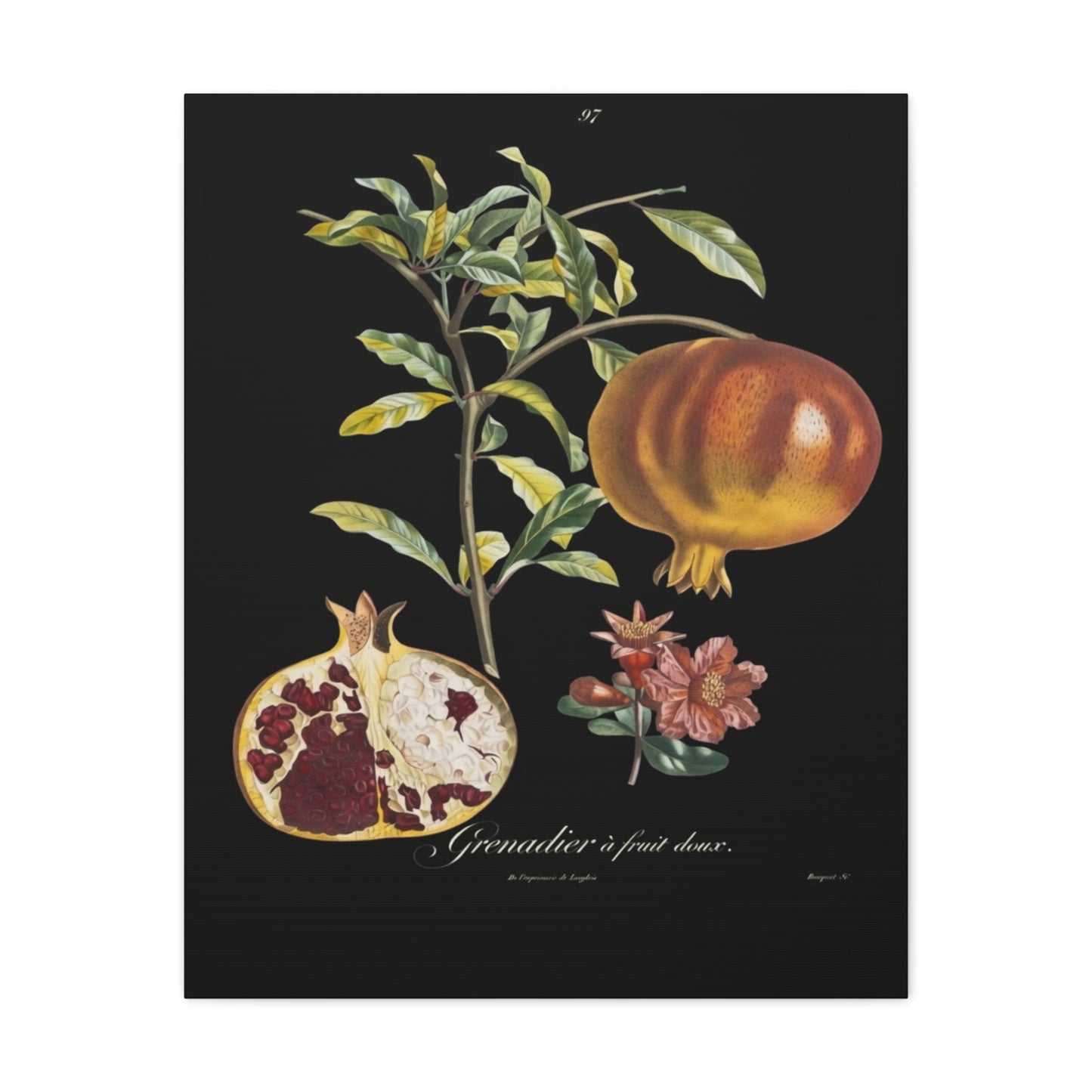 Pomegranate Botanical Canvas Print — Matte Stretched Wall Art