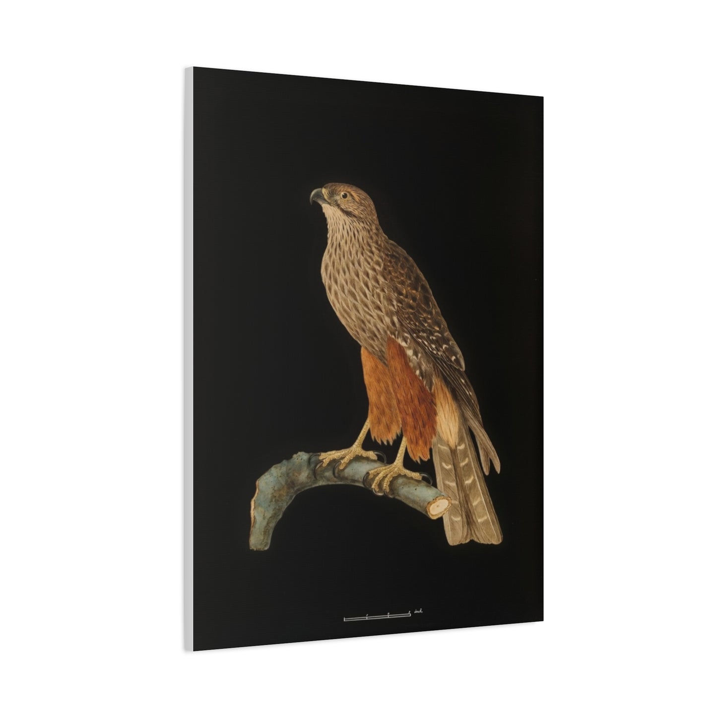Falcon Art Canvas Print — Matte Stretched Bird Illustration