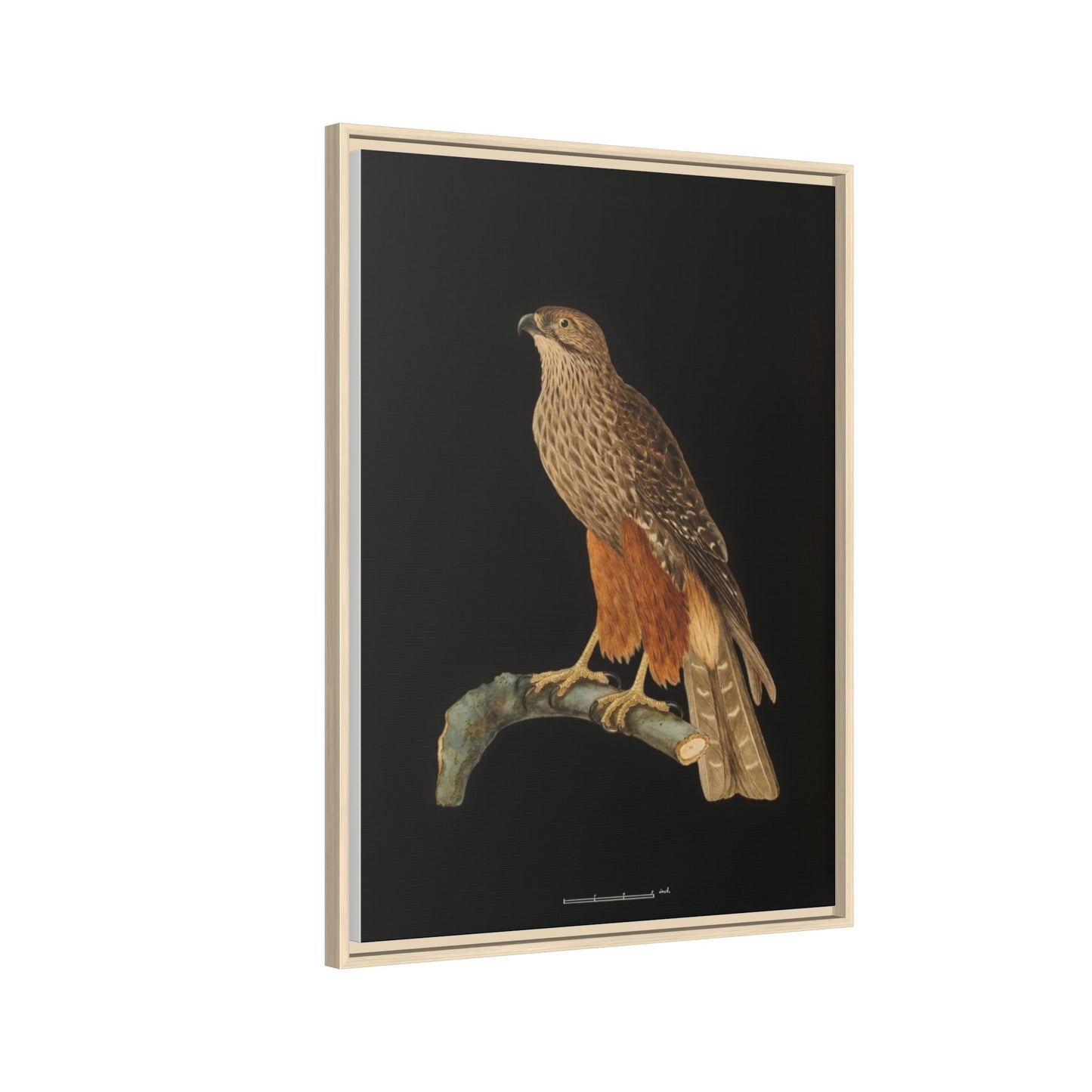 Framed Matte Canvas Print — Vintage Red-Shouldered Hawk Illustration