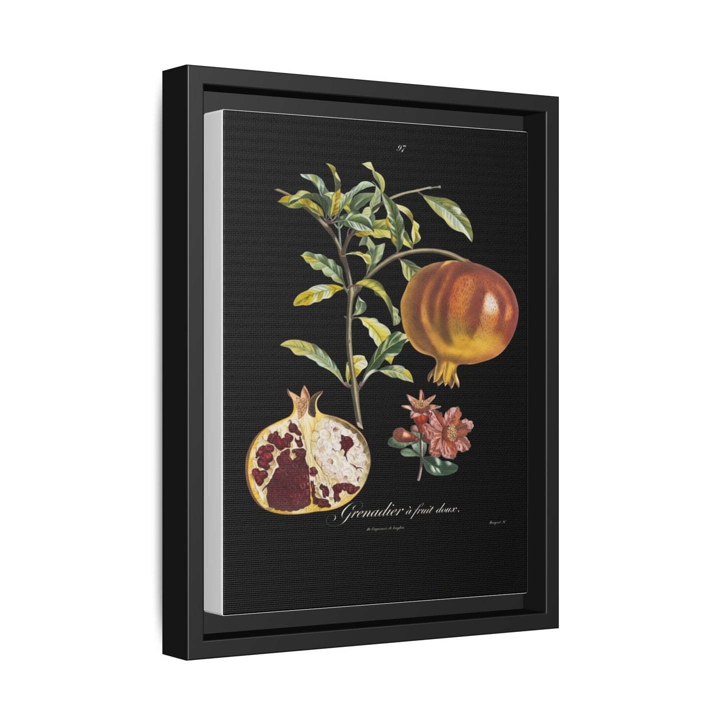 Pomegranate Botanical Framed Canvas Print — Vintage Fruit Wall Art