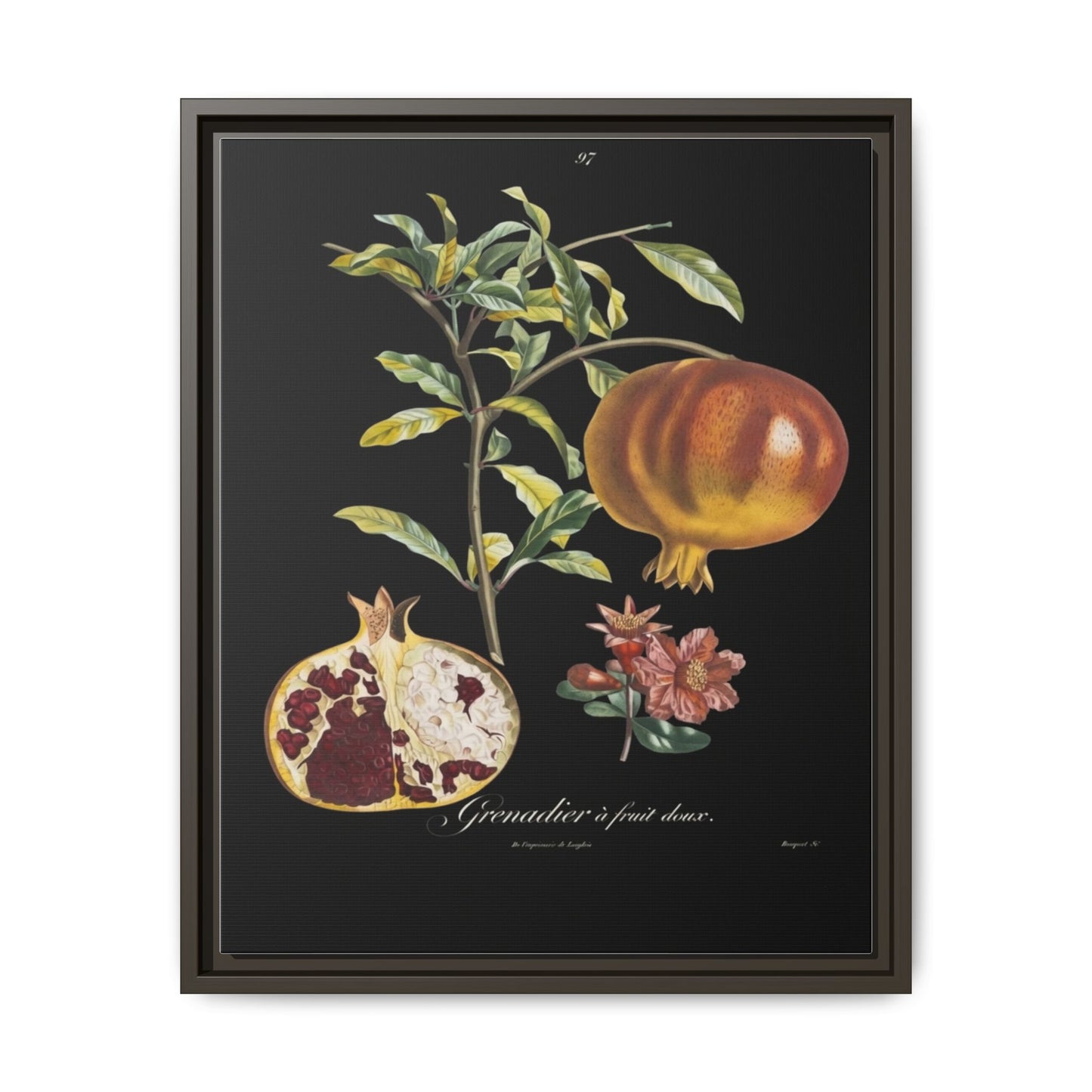 Pomegranate Botanical Framed Canvas Print — Vintage Fruit Wall Art