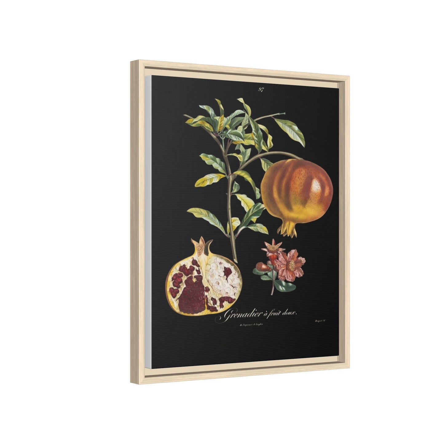 Pomegranate Botanical Framed Canvas Print — Vintage Fruit Wall Art