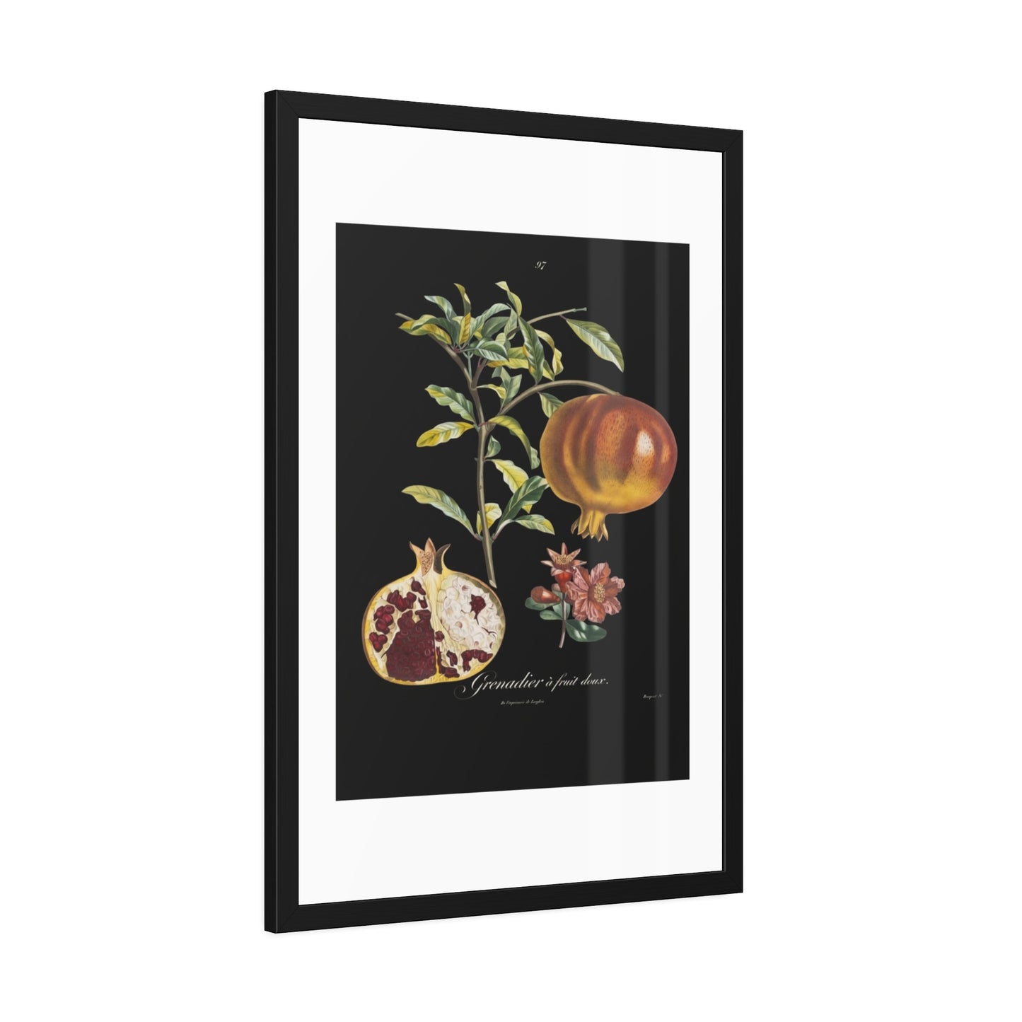 Pomegranate Botanical Framed Poster — Vintage Fruit Art Print