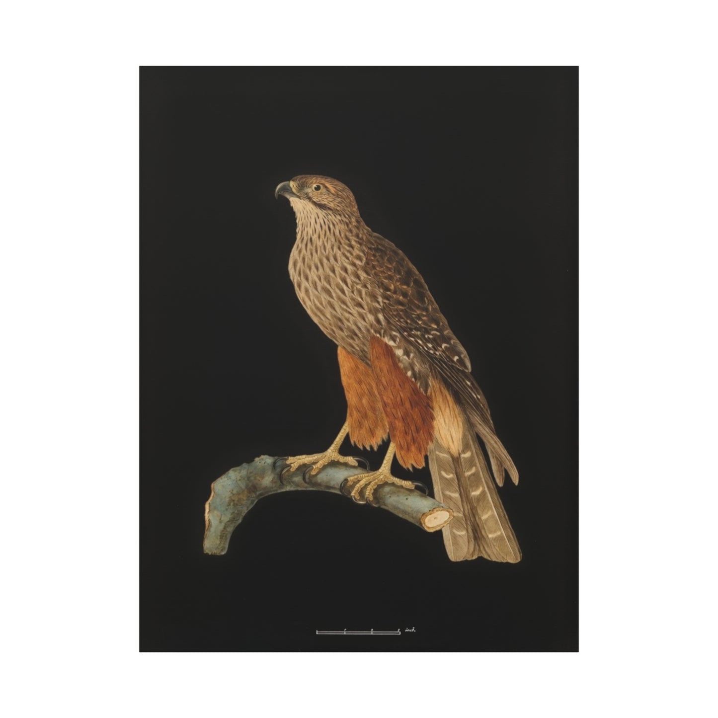 Falcon Art Canvas Print — Matte Stretched Bird Illustration