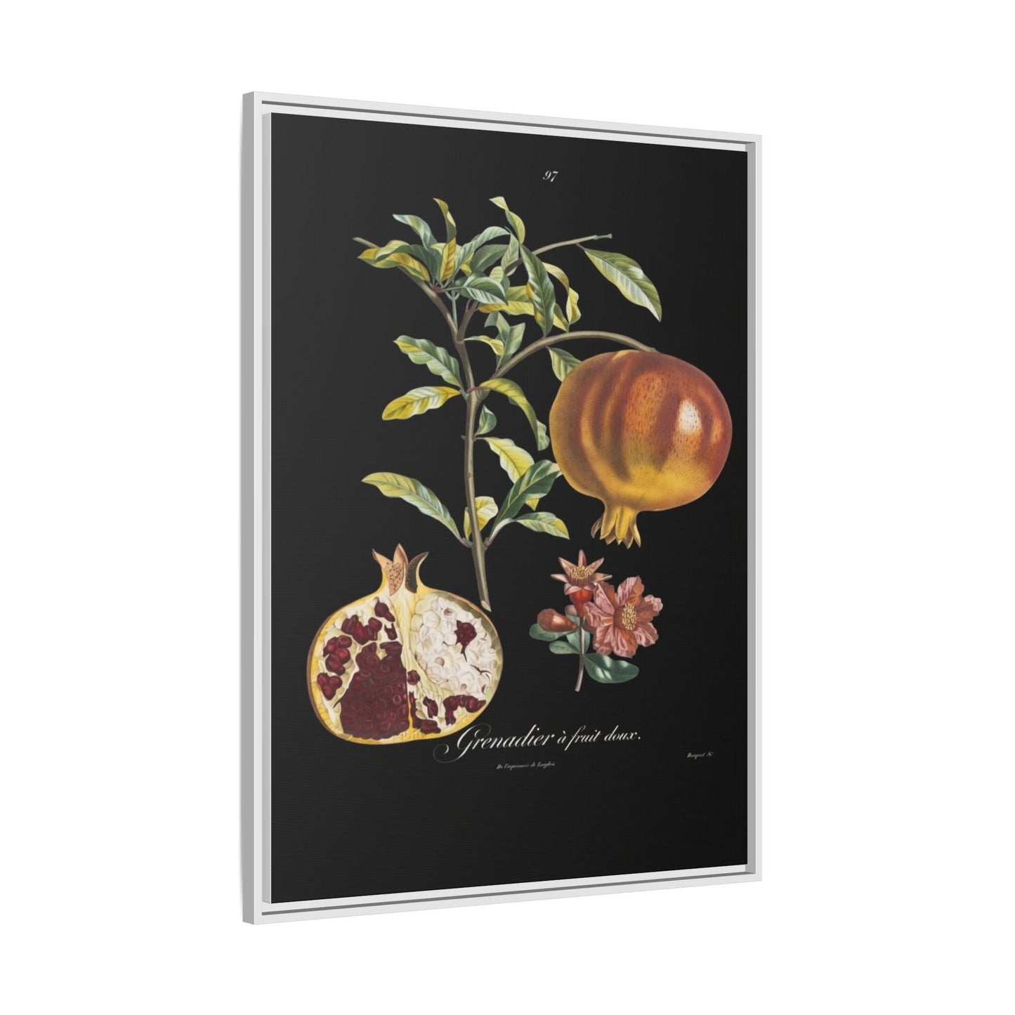 Pomegranate Botanical Framed Canvas Print — Vintage Fruit Wall Art