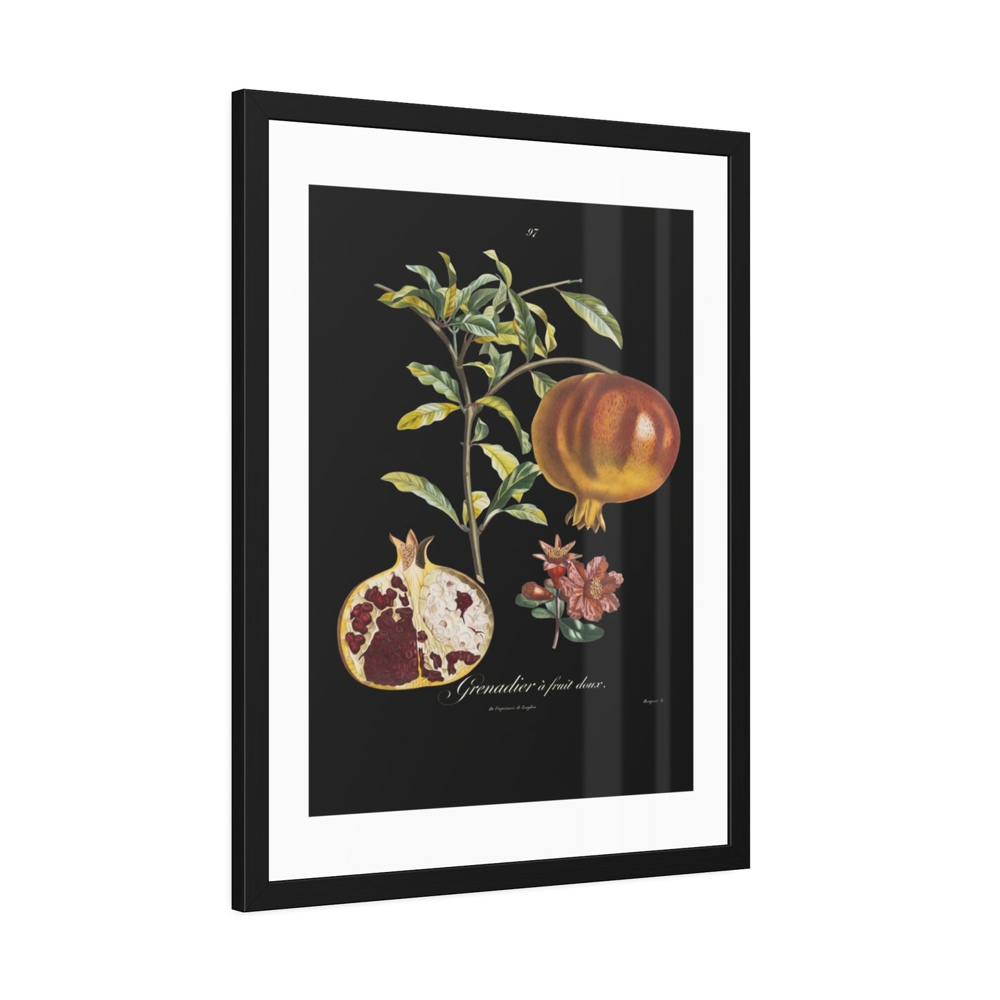 Pomegranate Botanical Framed Poster — Vintage Fruit Art Print