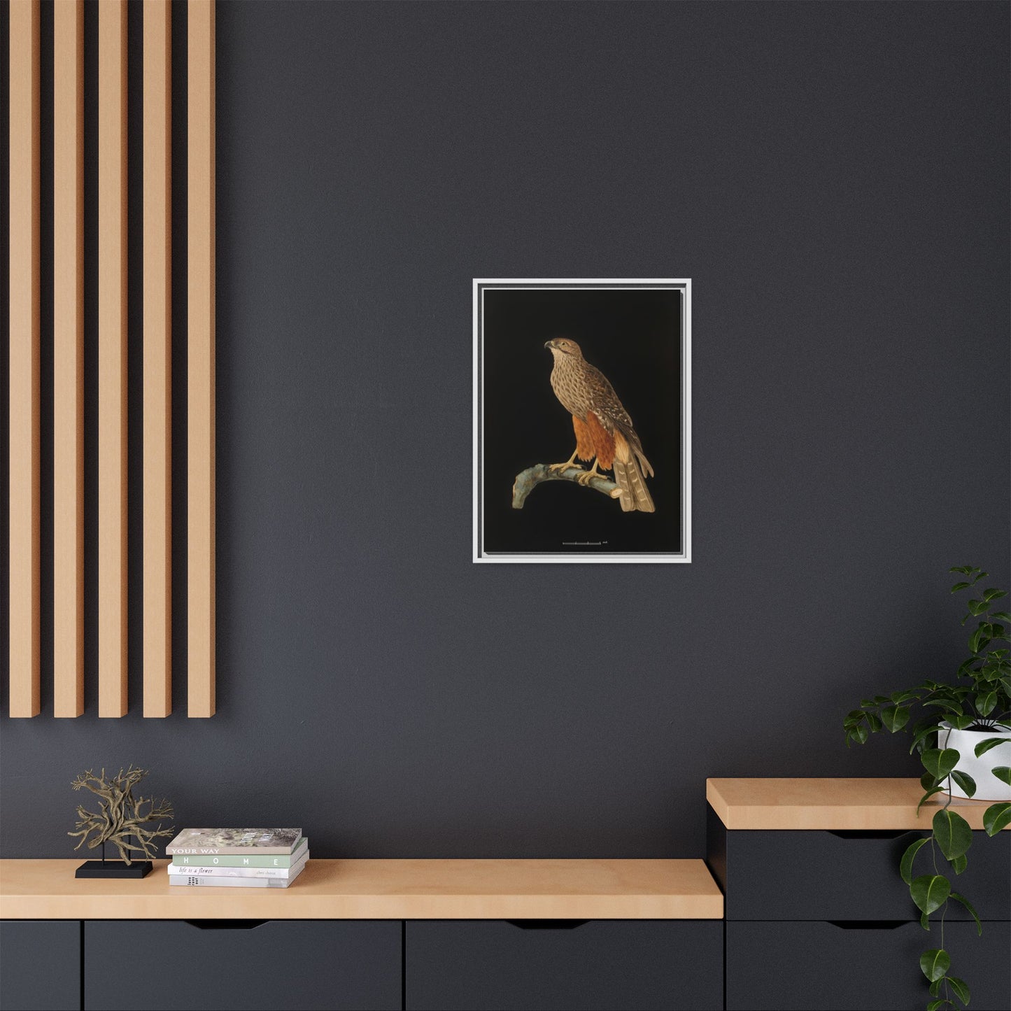 Framed Matte Canvas Print — Vintage Red-Shouldered Hawk Illustration