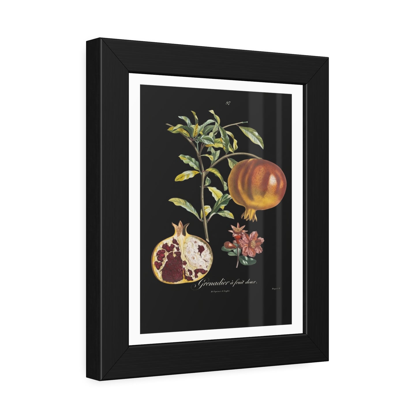 Pomegranate Botanical Framed Poster — Vintage Fruit Art Print