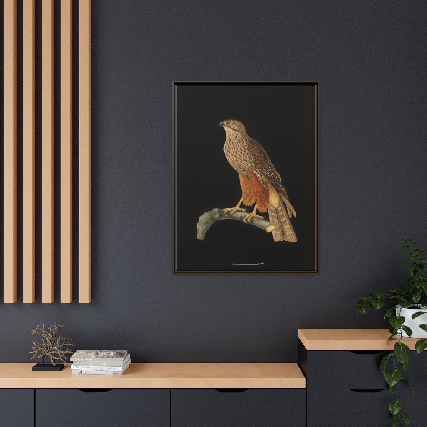 Framed Matte Canvas Print — Vintage Red-Shouldered Hawk Illustration