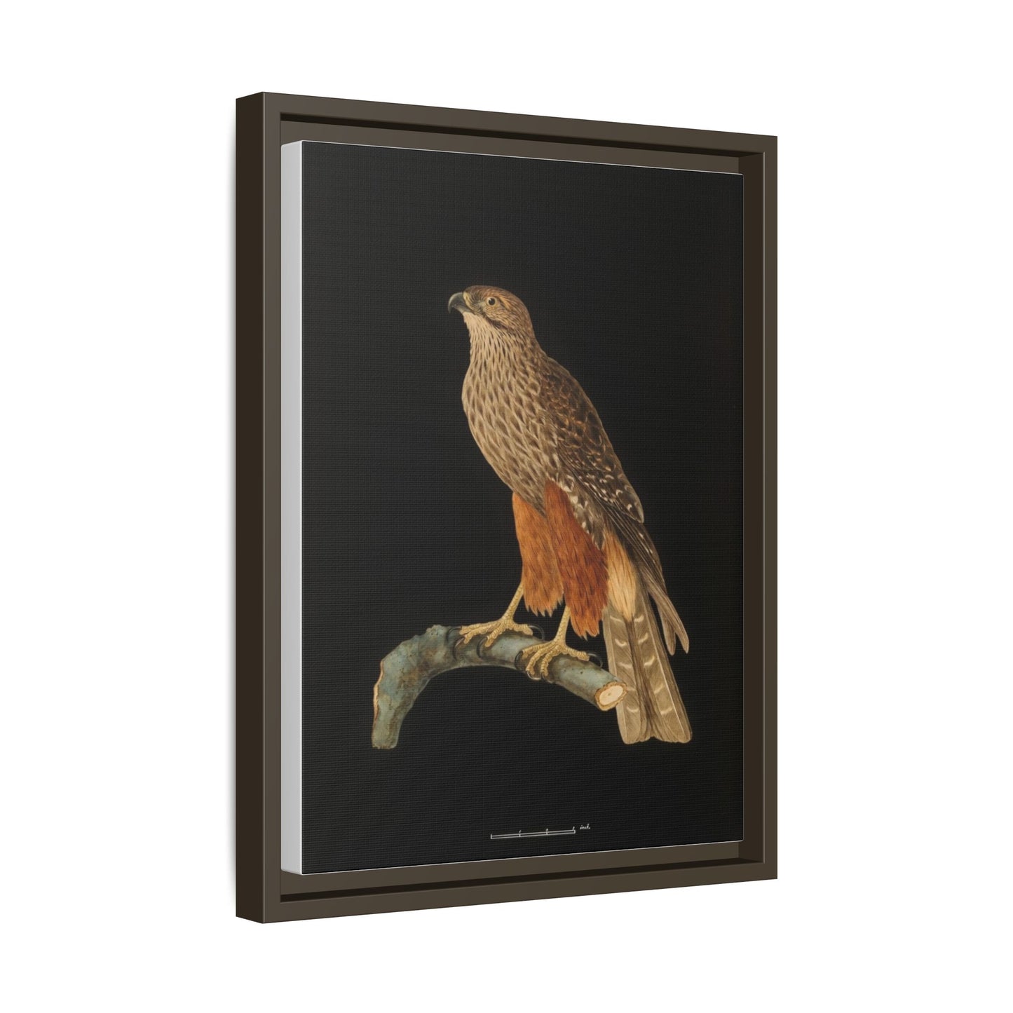 Framed Matte Canvas Print — Vintage Red-Shouldered Hawk Illustration