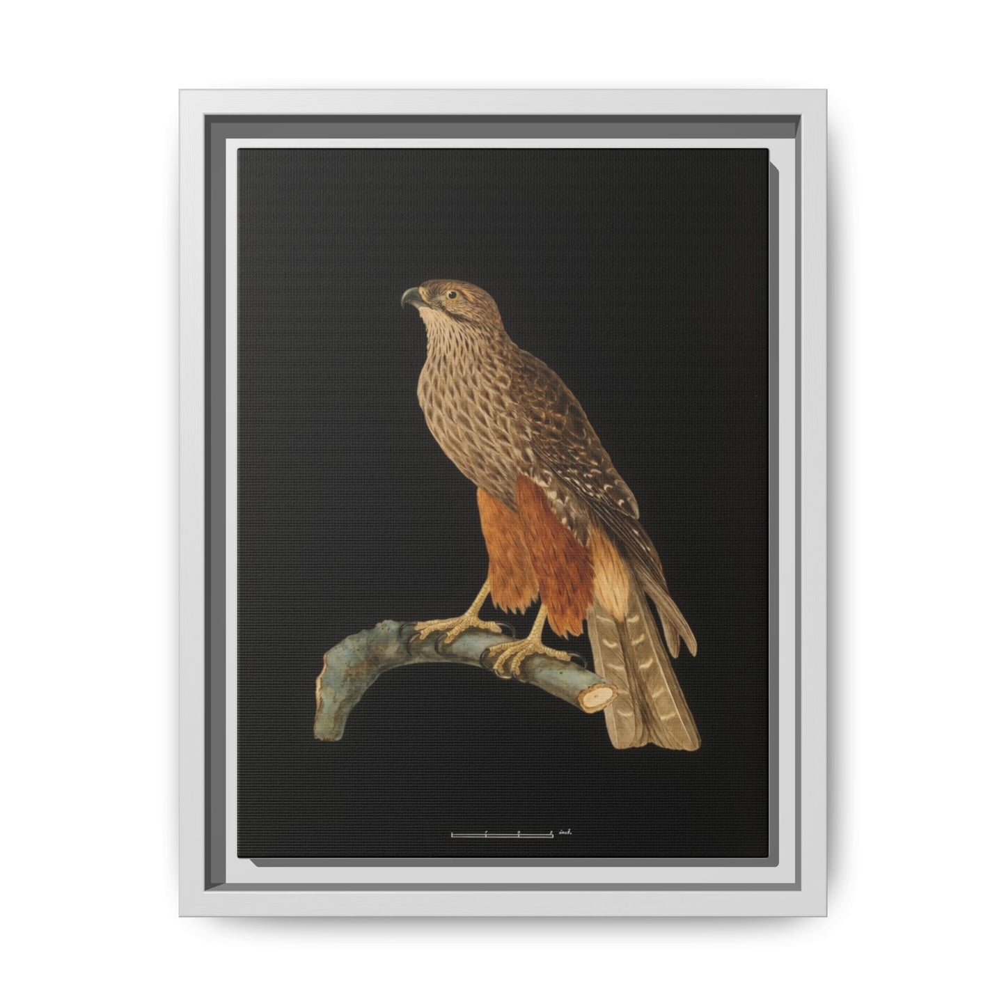 Framed Matte Canvas Print — Vintage Red-Shouldered Hawk Illustration