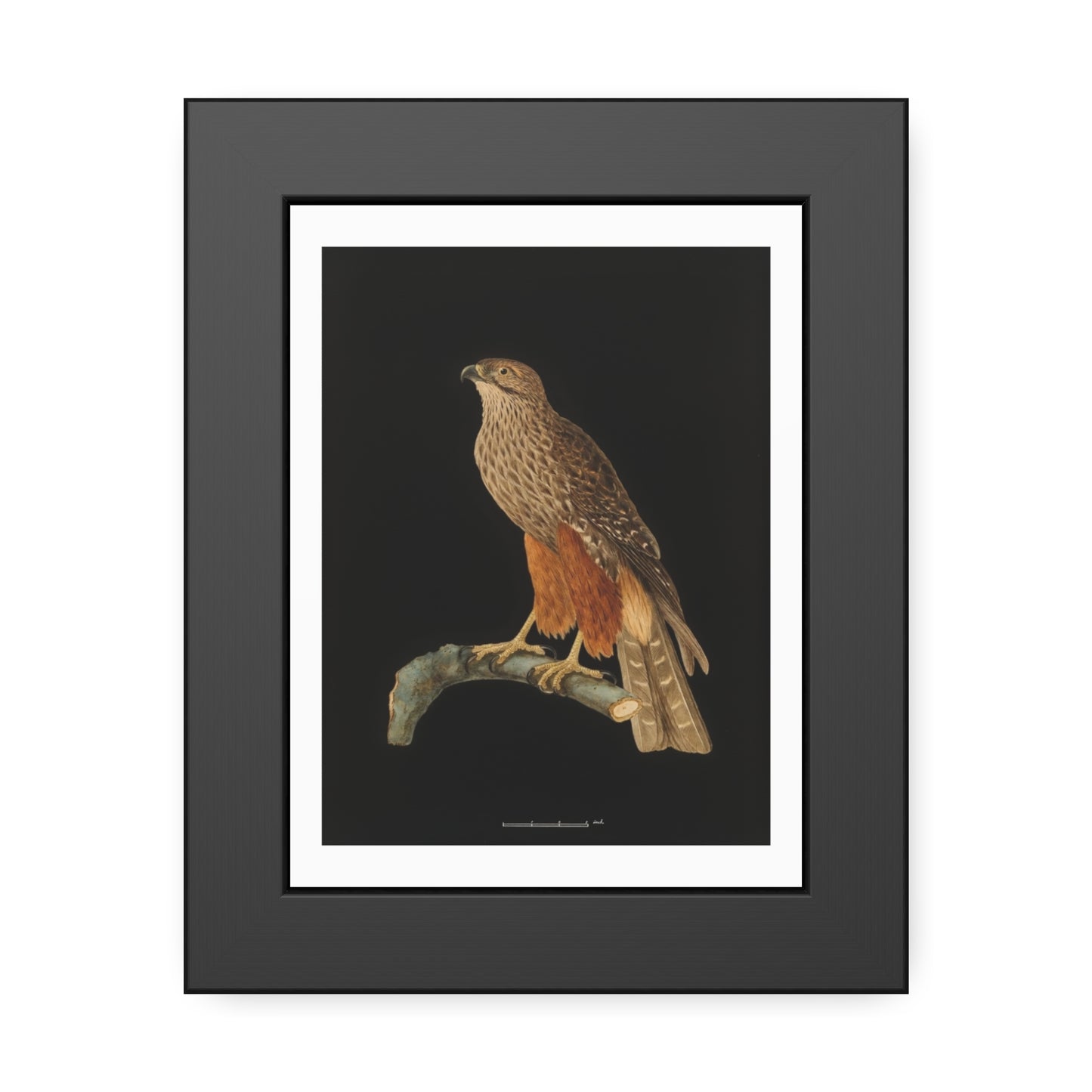 Framed Bird Art Print — Vintage Red-Shouldered Hawk Illustration Poster