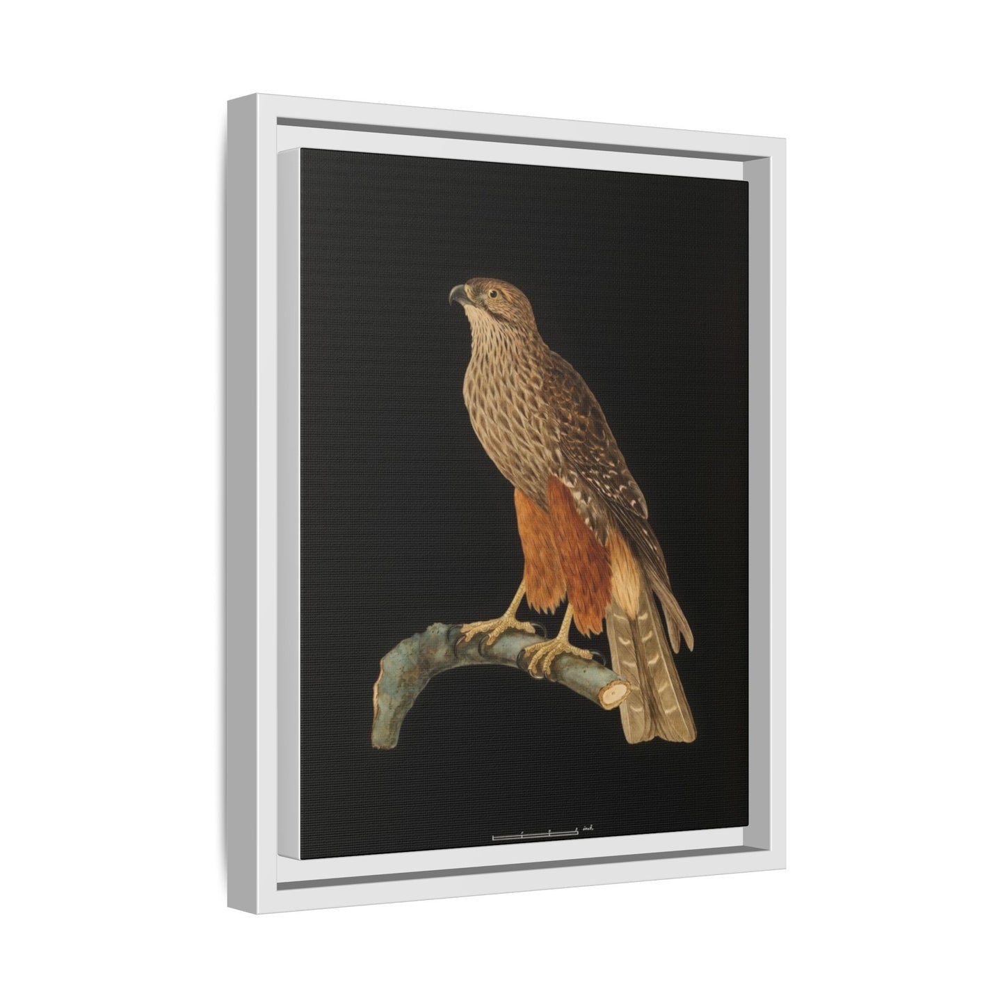 Framed Matte Canvas Print — Vintage Red-Shouldered Hawk Illustration