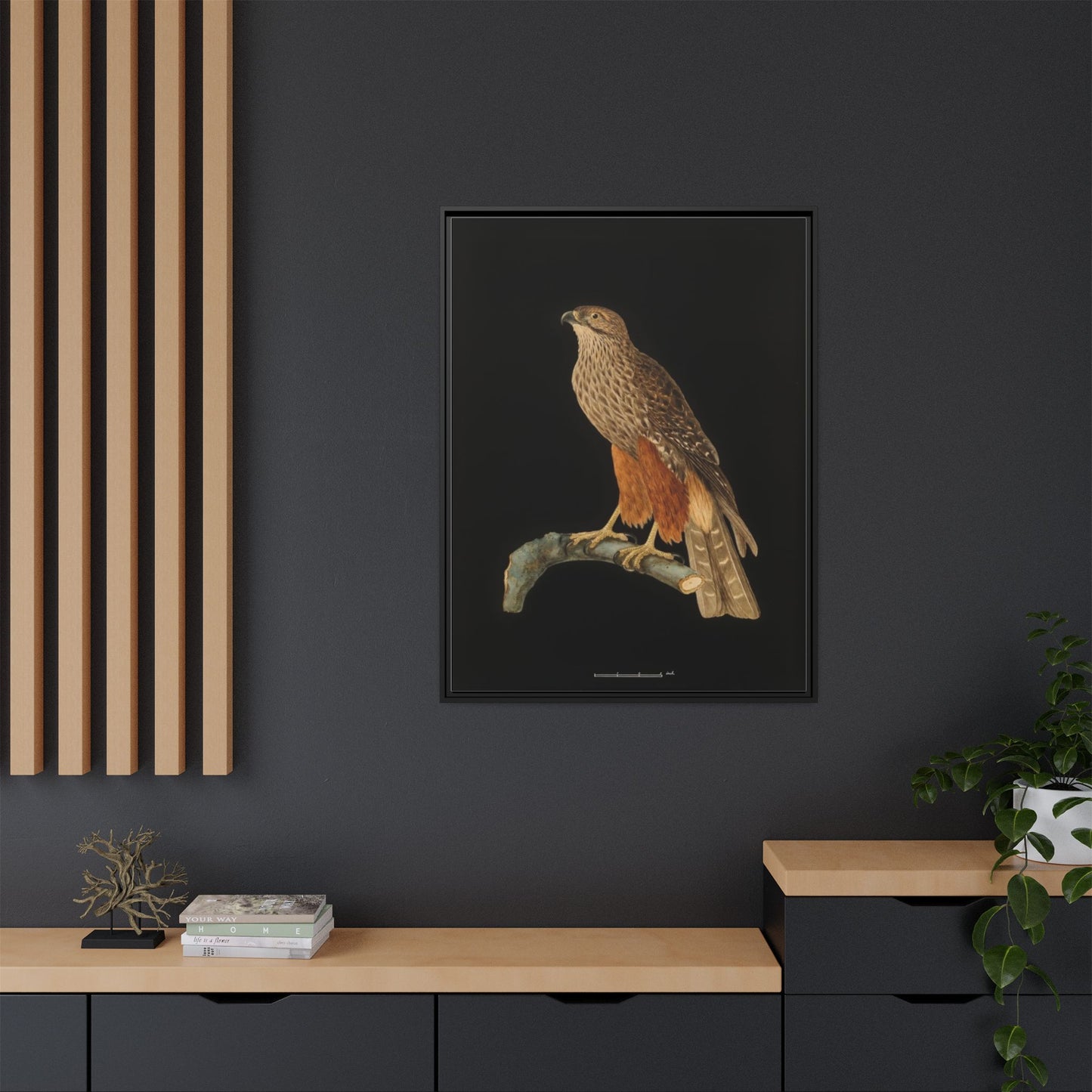 Framed Matte Canvas Print — Vintage Red-Shouldered Hawk Illustration