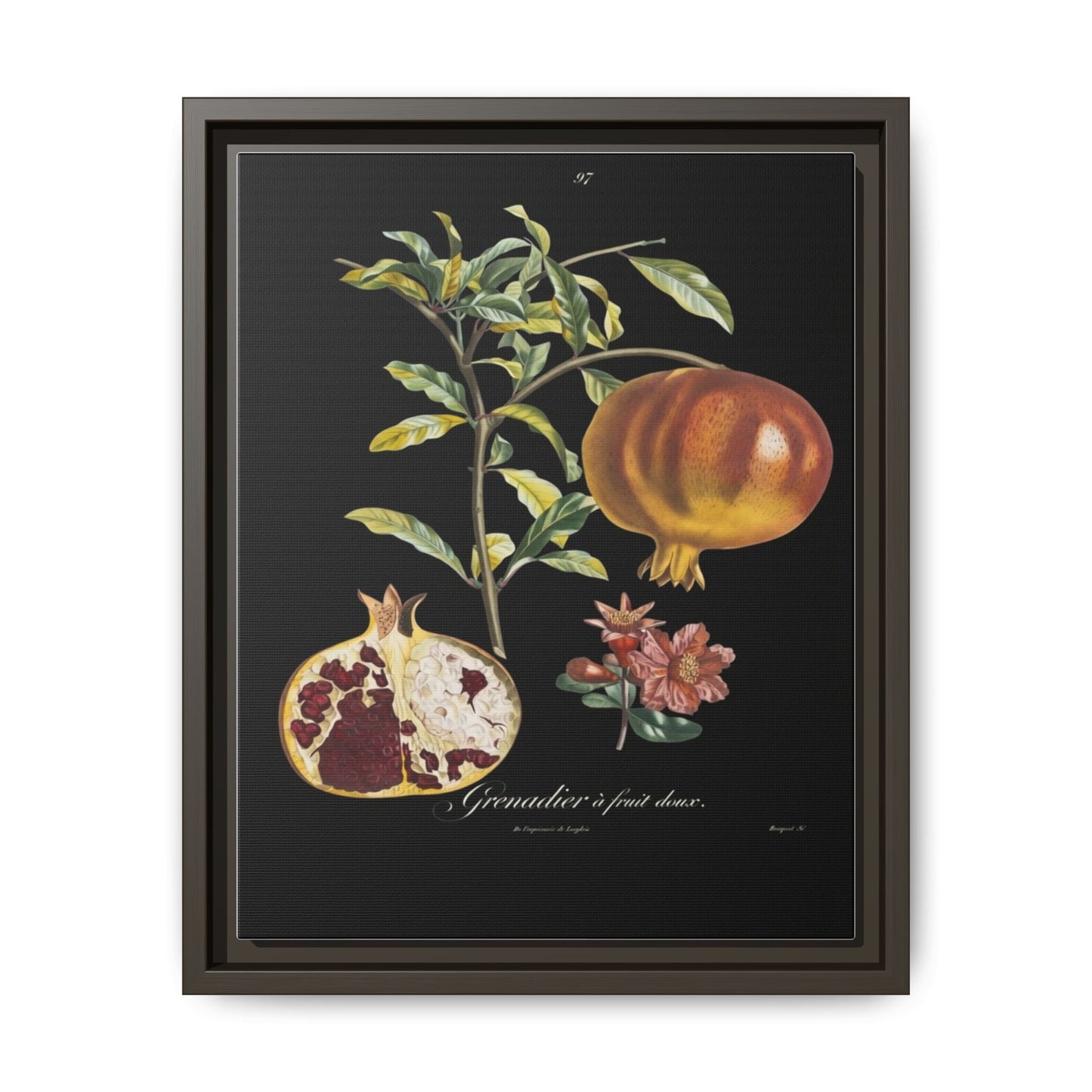Pomegranate Botanical Framed Canvas Print — Vintage Fruit Wall Art