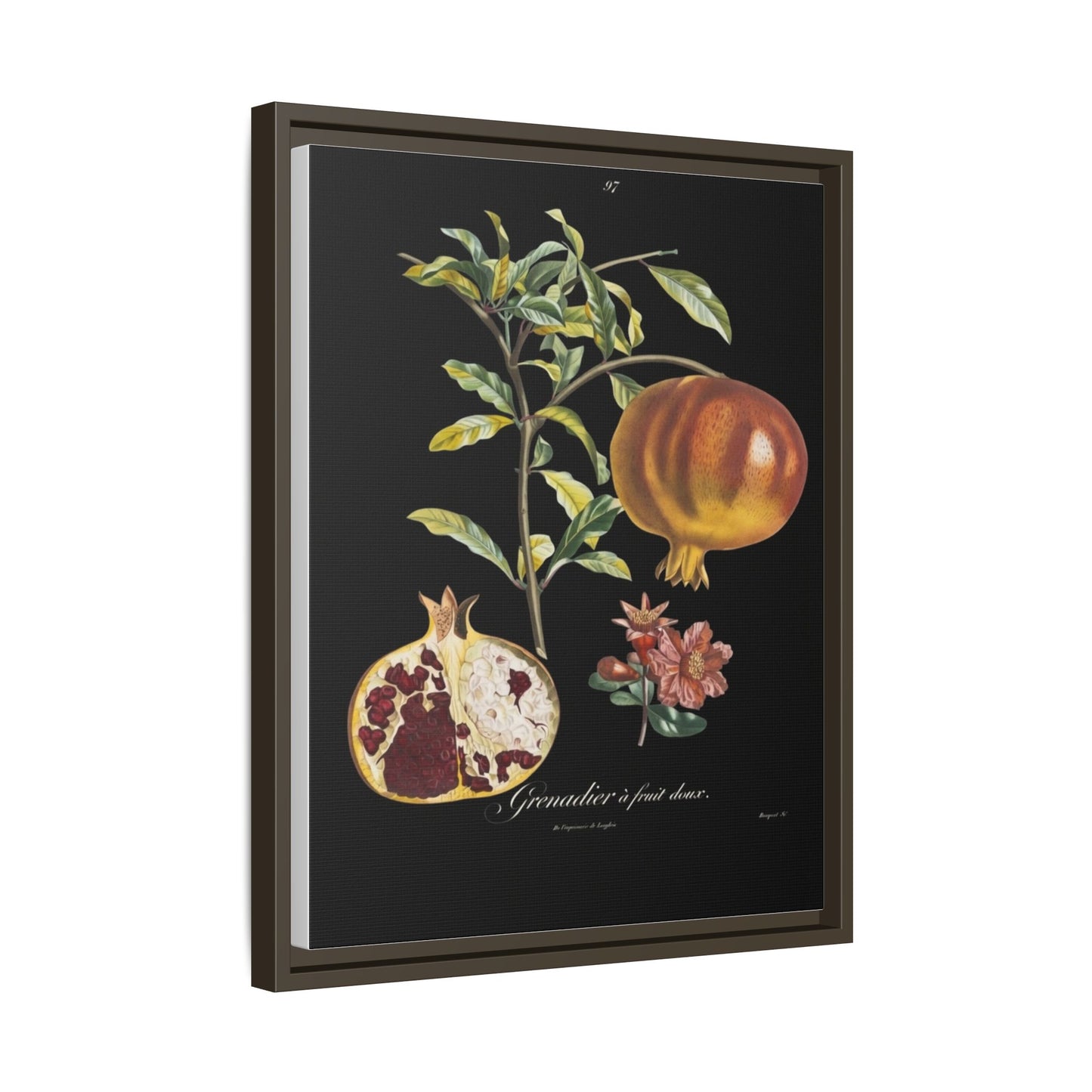 Pomegranate Botanical Framed Canvas Print — Vintage Fruit Wall Art