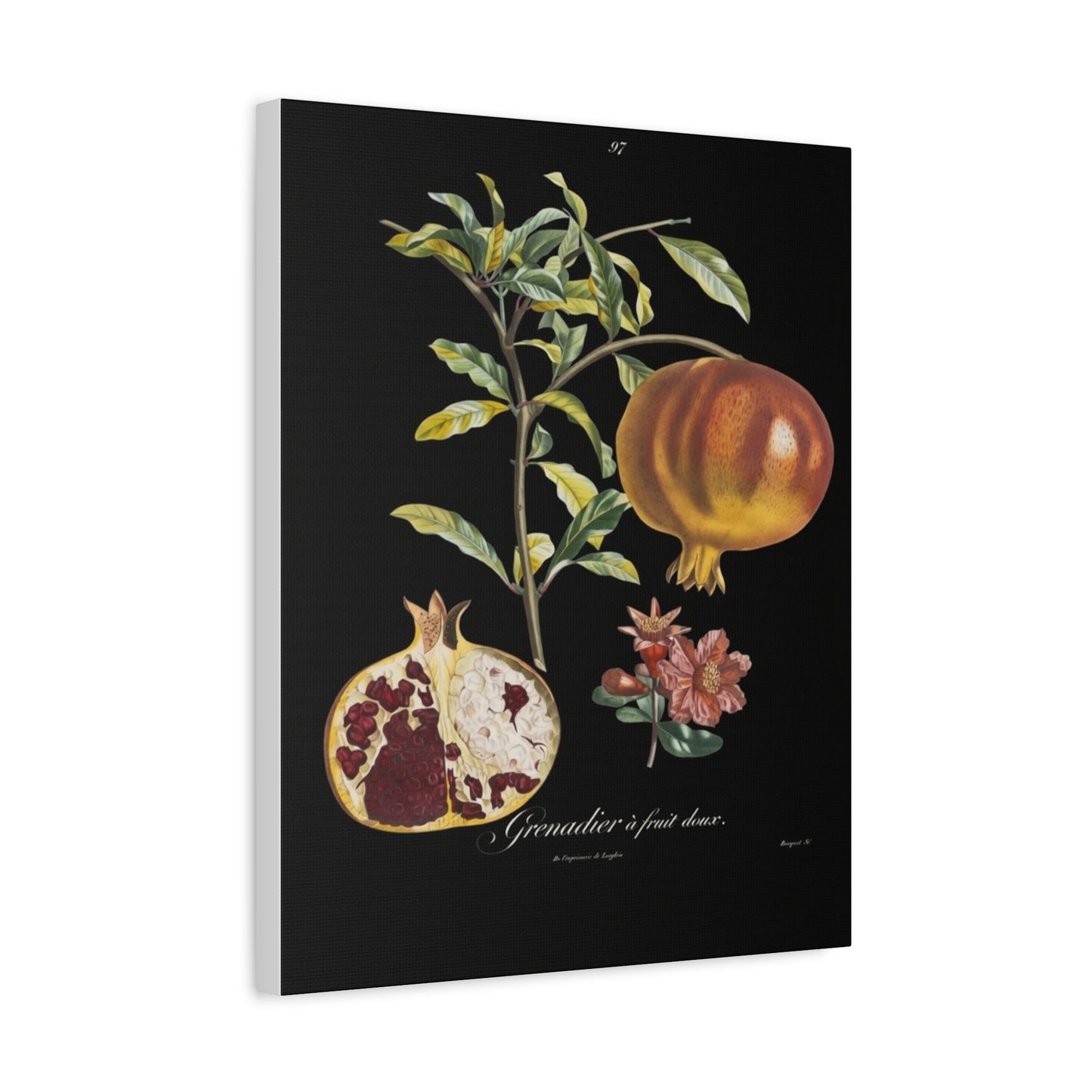 Pomegranate Botanical Canvas Print — Matte Stretched Wall Art