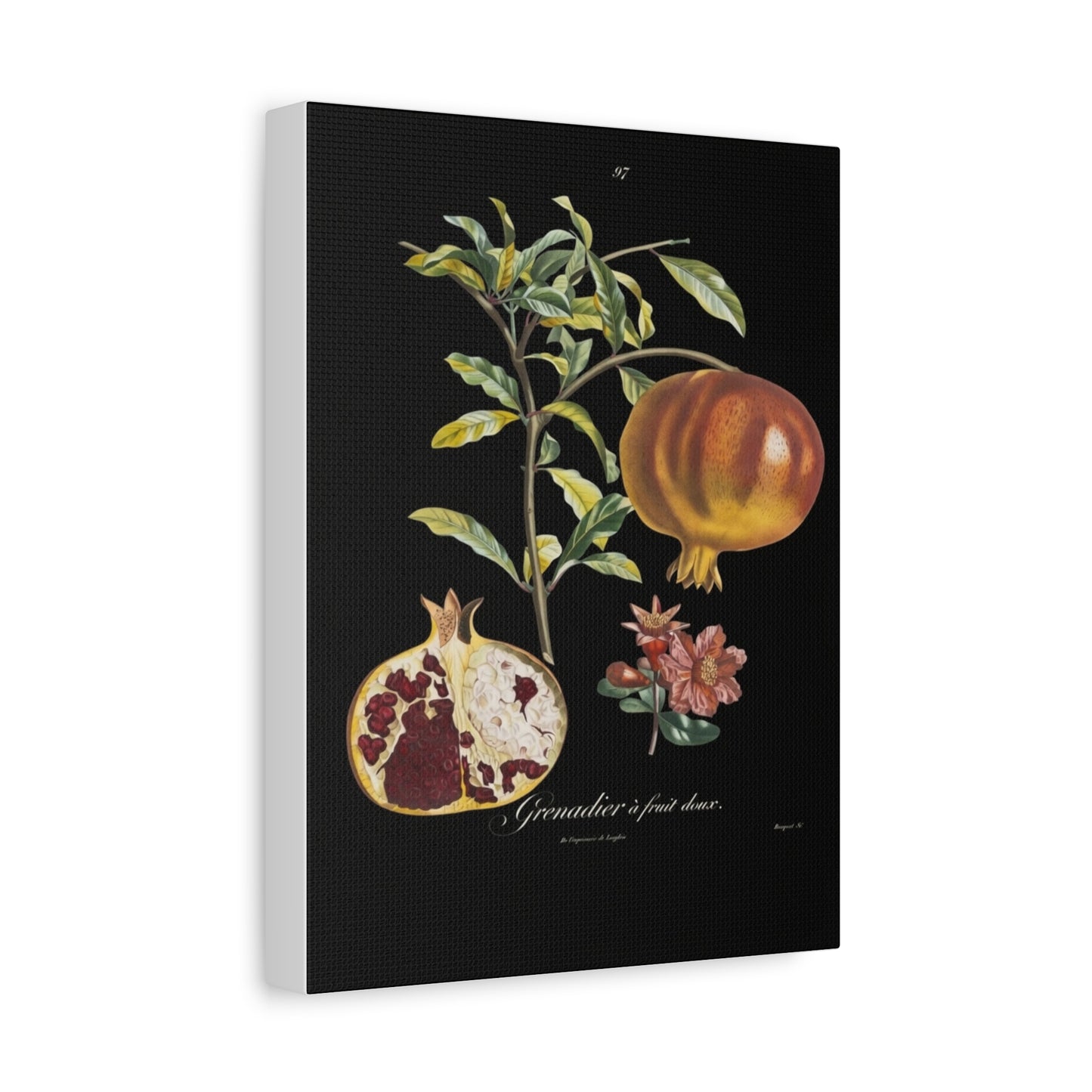 Pomegranate Botanical Canvas Print — Matte Stretched Wall Art