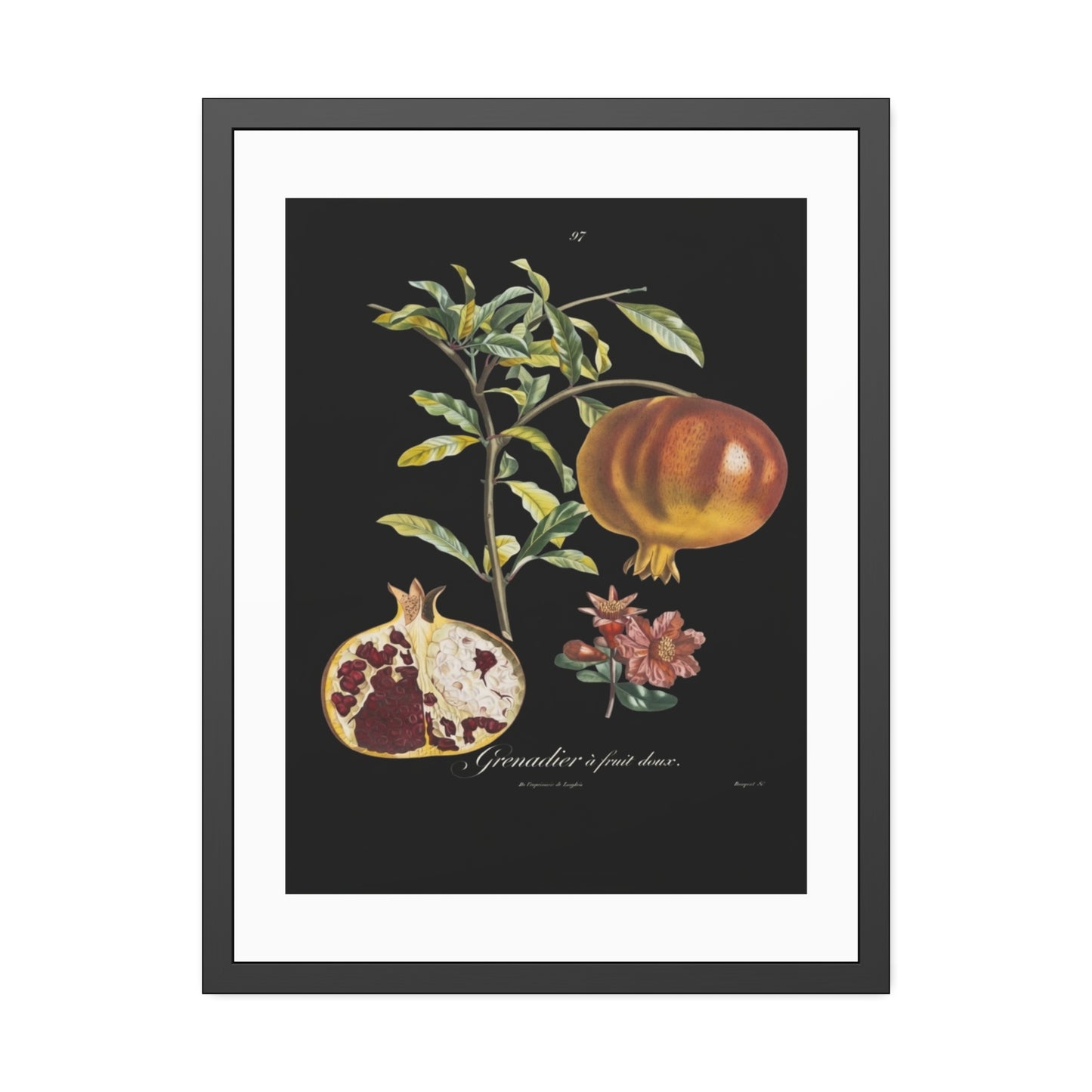 Pomegranate Botanical Framed Poster — Vintage Fruit Art Print
