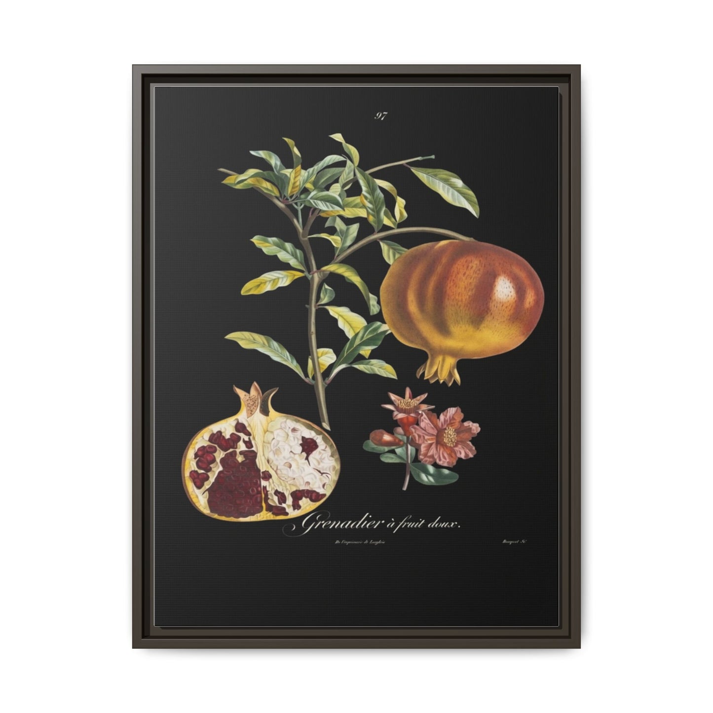 Pomegranate Botanical Framed Canvas Print — Vintage Fruit Wall Art