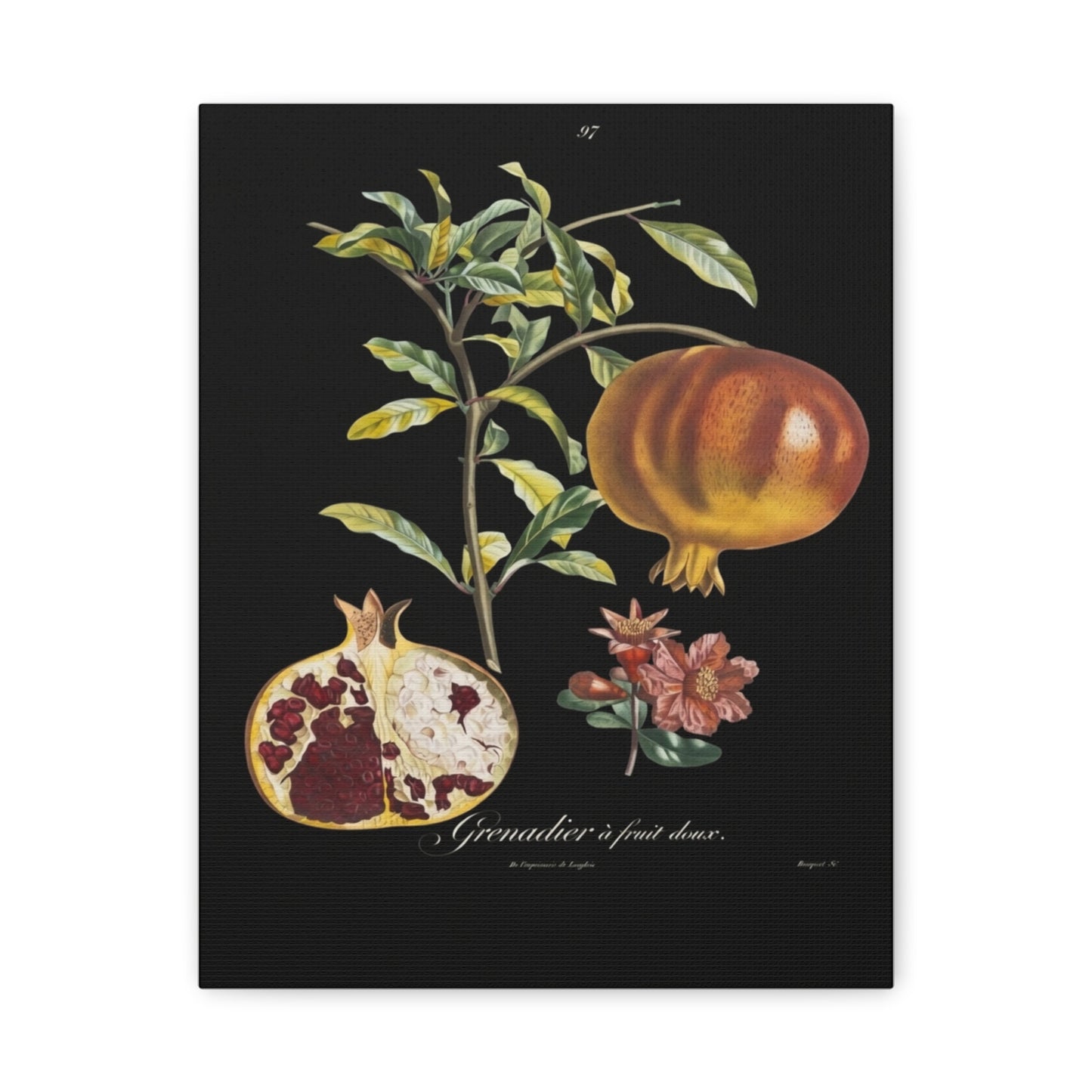 Pomegranate Botanical Canvas Print — Matte Stretched Wall Art