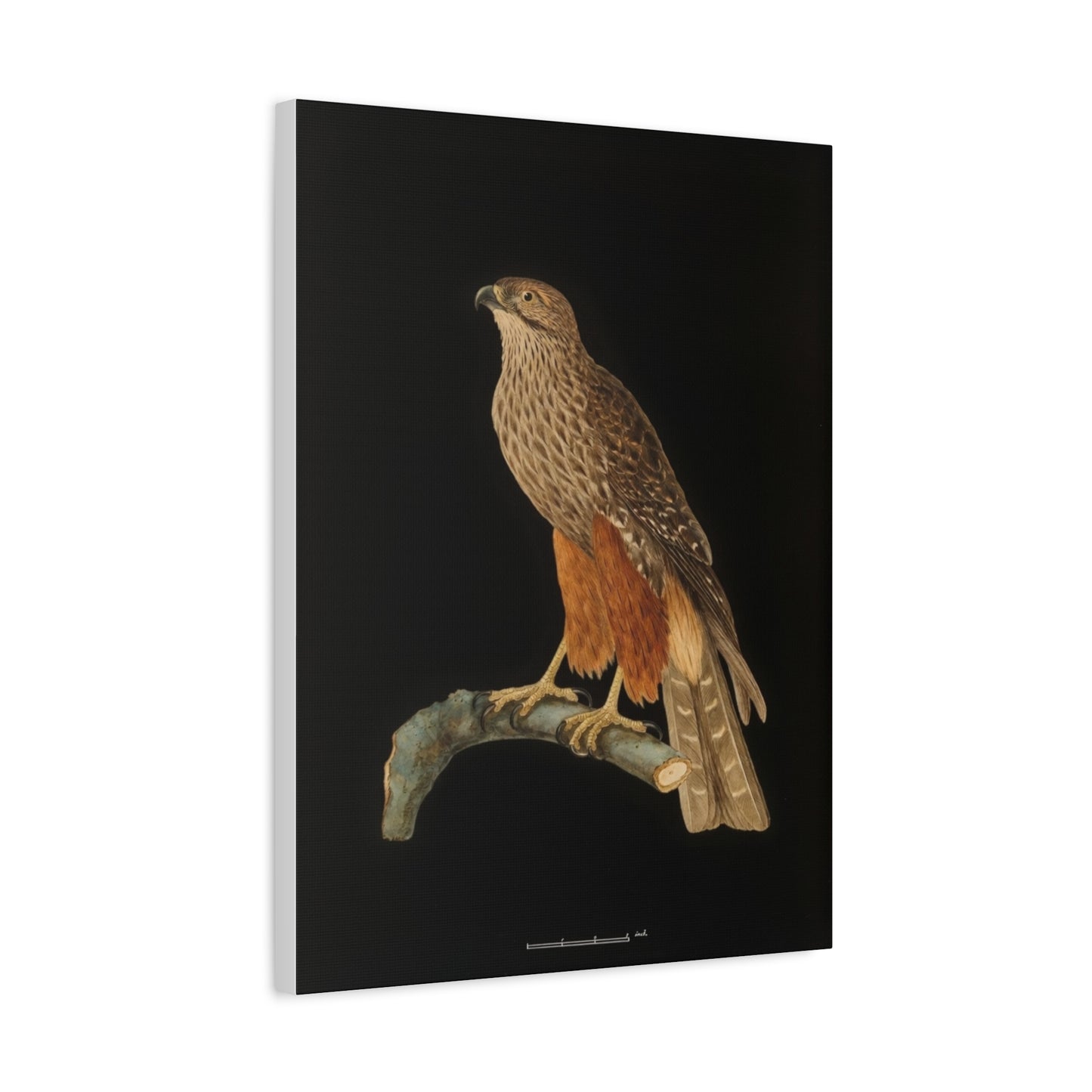 Falcon Art Canvas Print — Matte Stretched Bird Illustration