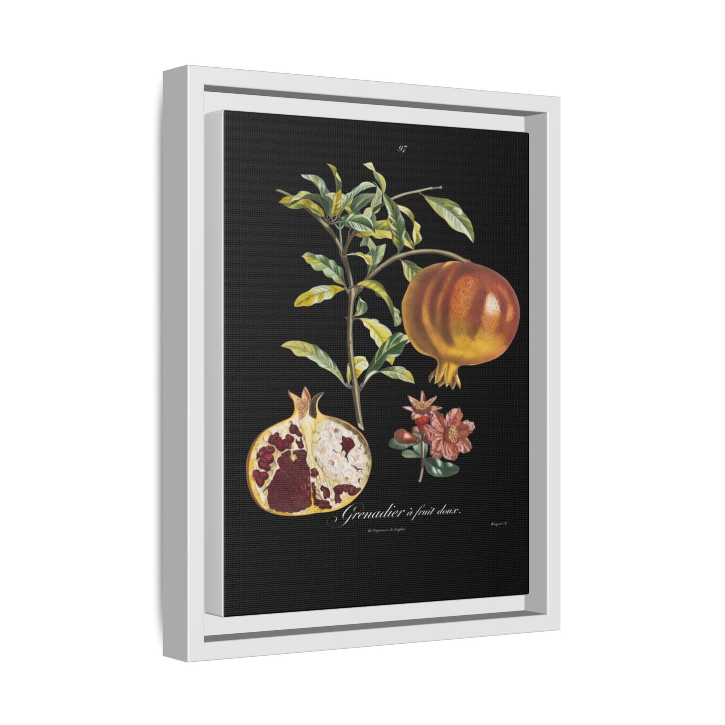 Pomegranate Botanical Framed Canvas Print — Vintage Fruit Wall Art