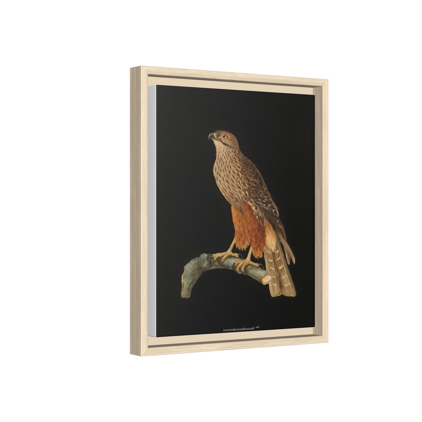 Framed Matte Canvas Print — Vintage Red-Shouldered Hawk Illustration