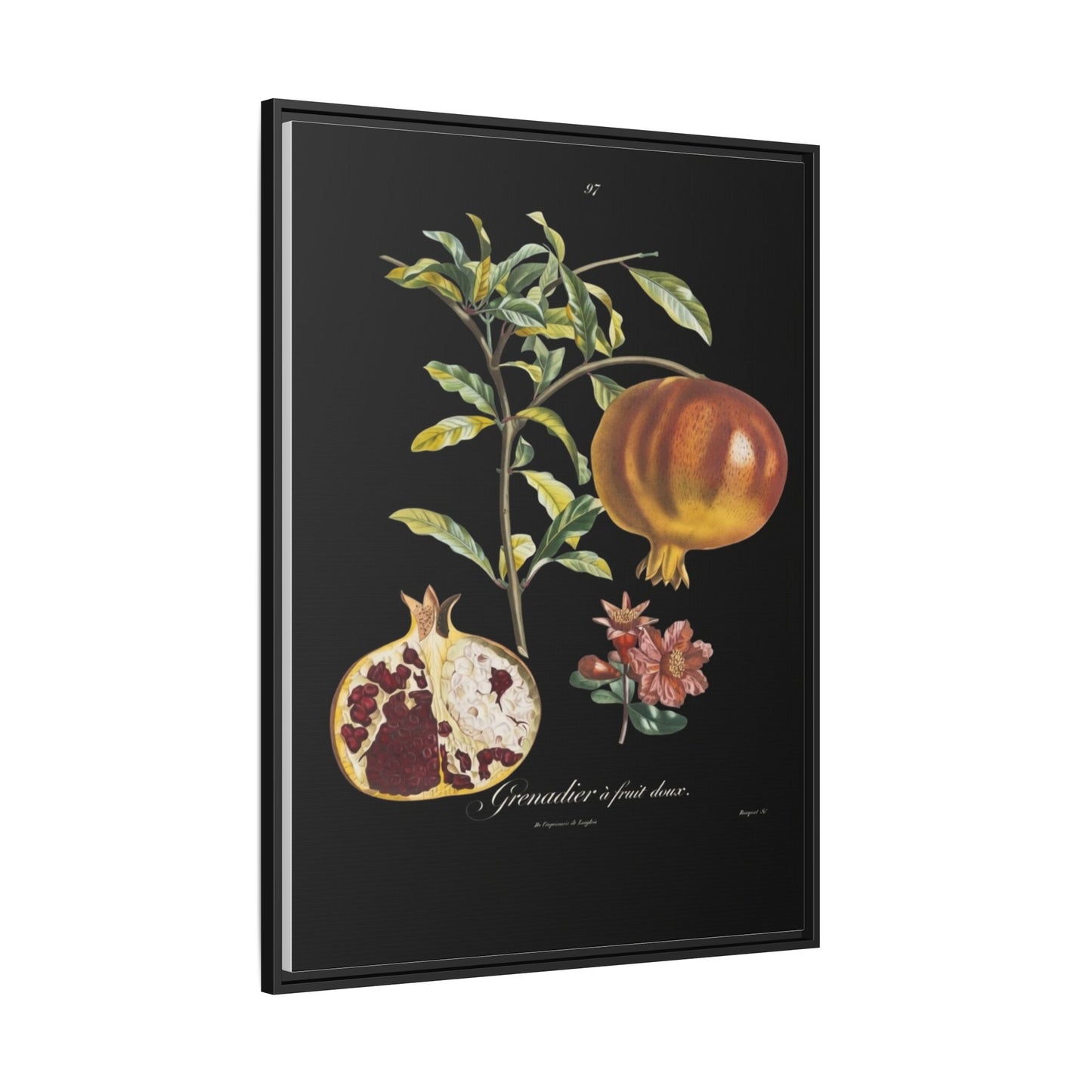 Pomegranate Botanical Framed Canvas Print — Vintage Fruit Wall Art