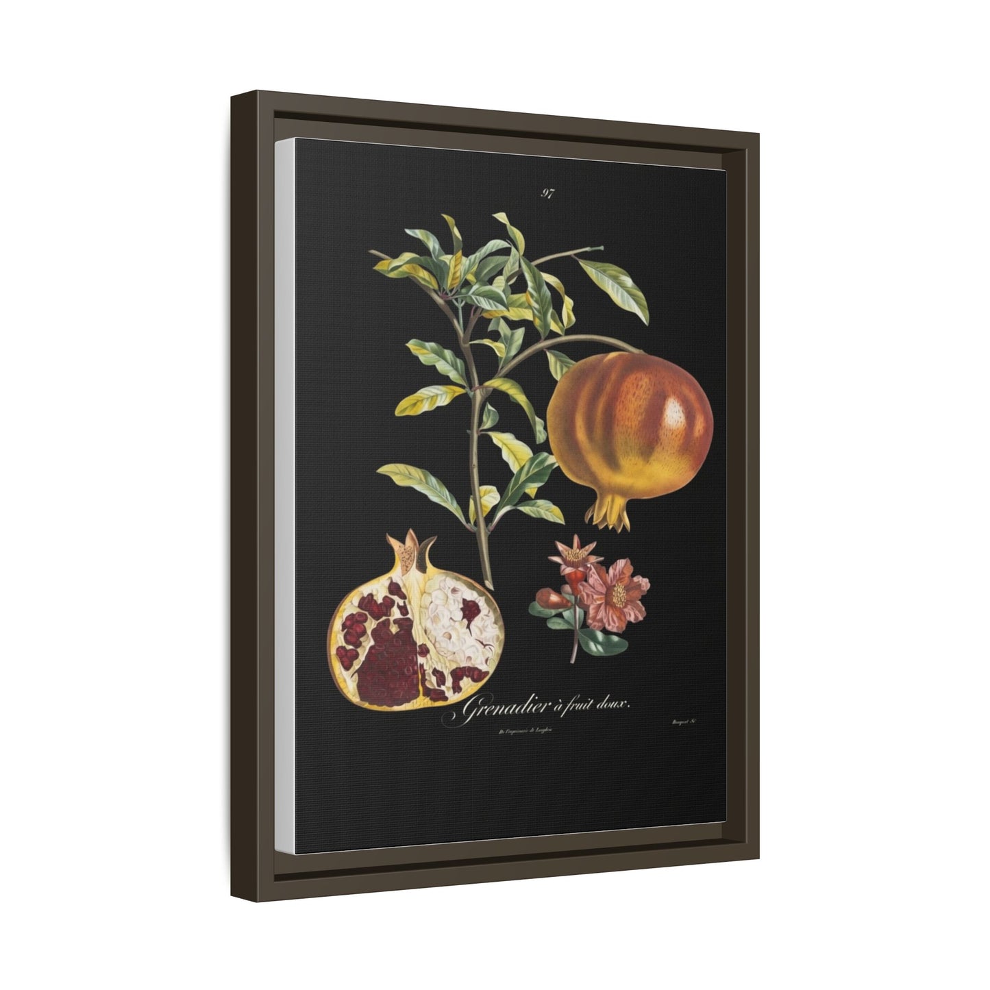 Pomegranate Botanical Framed Canvas Print — Vintage Fruit Wall Art