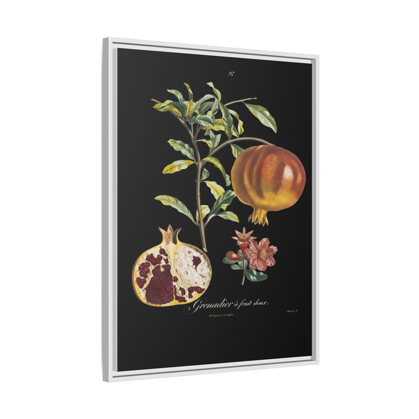 Pomegranate Botanical Framed Canvas Print — Vintage Fruit Wall Art