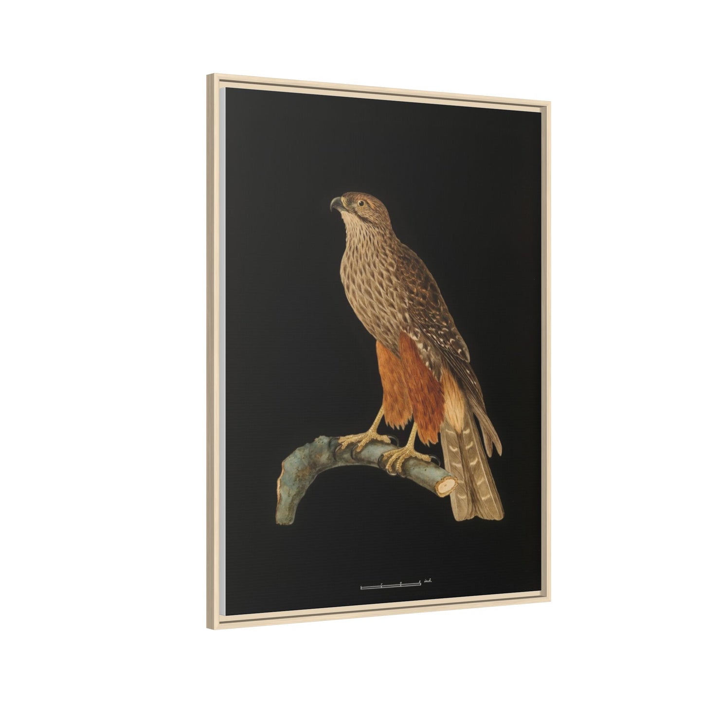 Framed Matte Canvas Print — Vintage Red-Shouldered Hawk Illustration