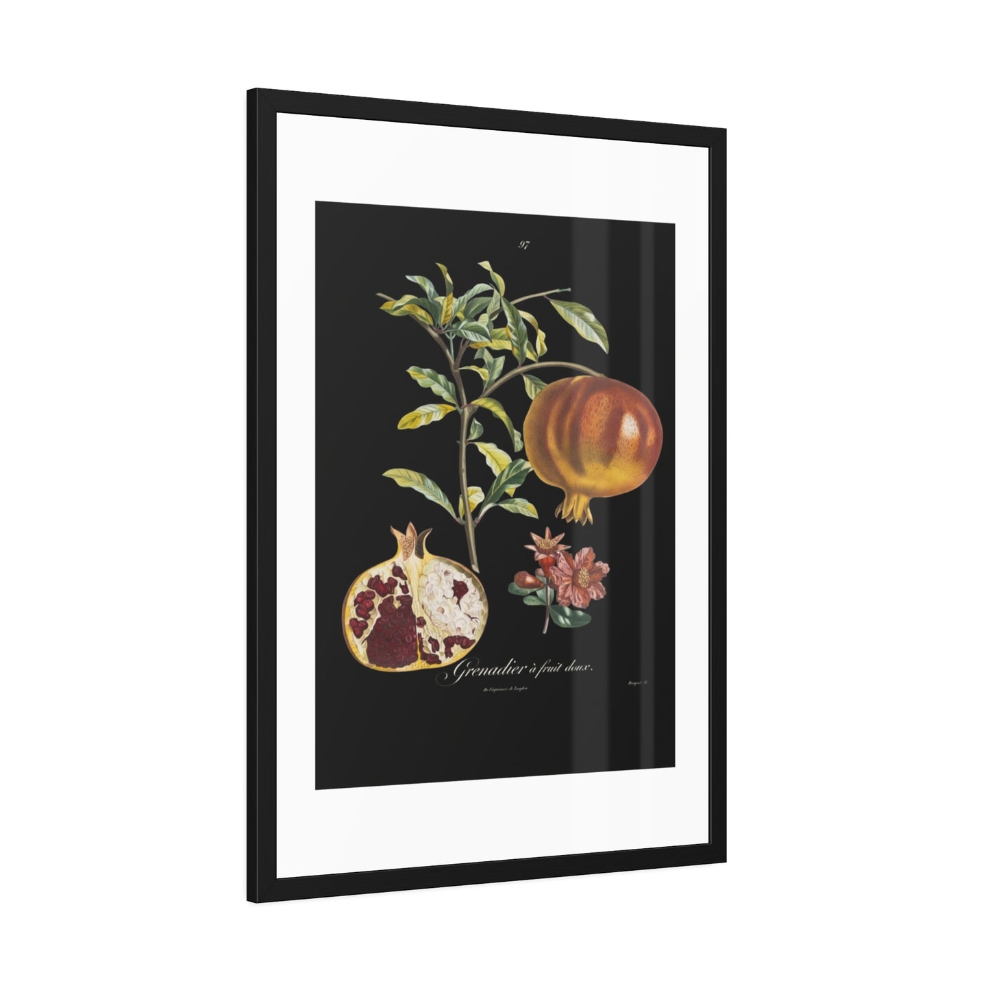 Pomegranate Botanical Framed Poster — Vintage Fruit Art Print