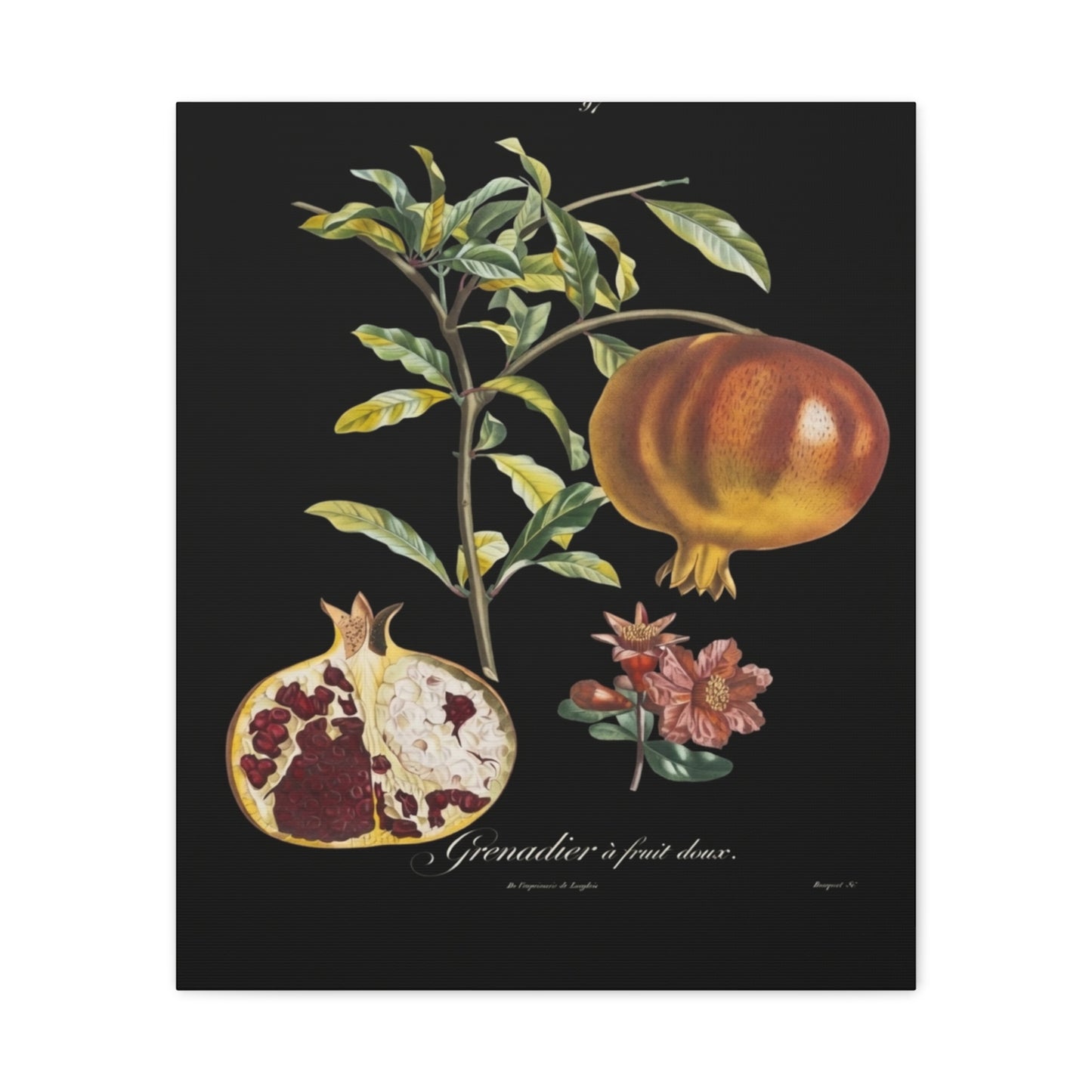 Pomegranate Botanical Canvas Print — Matte Stretched Wall Art