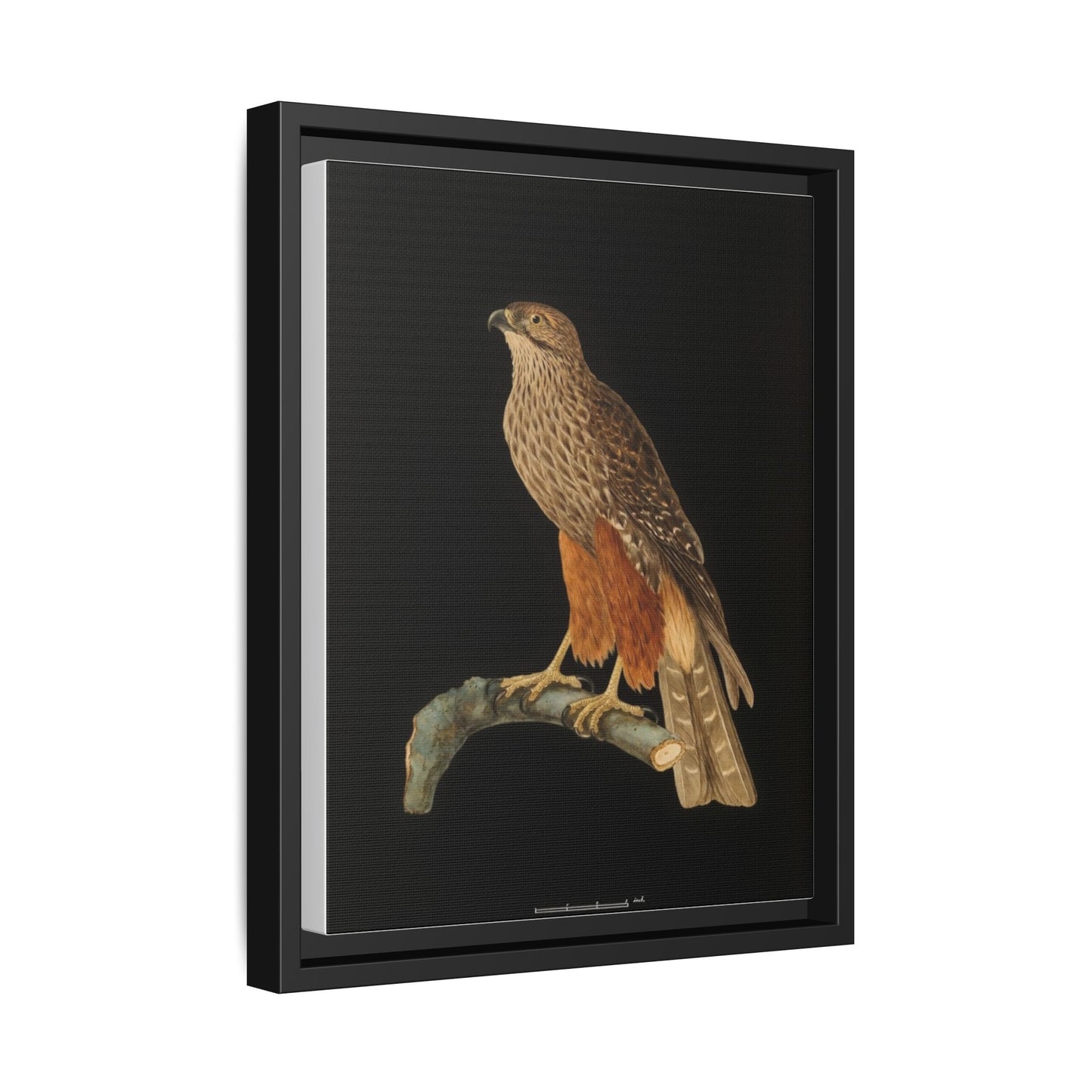 Framed Matte Canvas Print — Vintage Red-Shouldered Hawk Illustration
