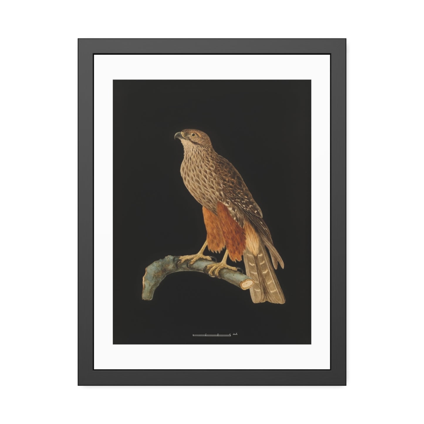 Framed Bird Art Print — Vintage Red-Shouldered Hawk Illustration Poster