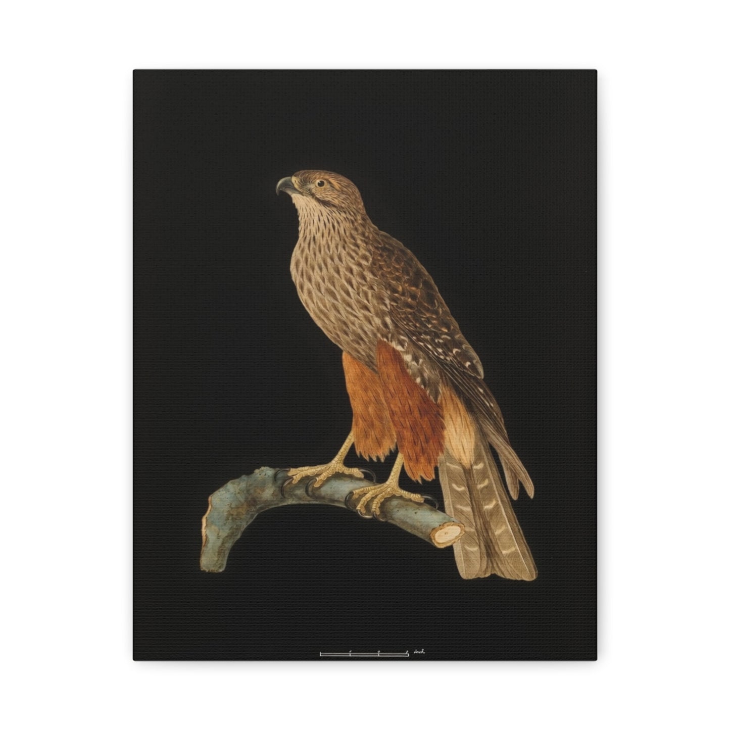 Falcon Art Canvas Print — Matte Stretched Bird Illustration