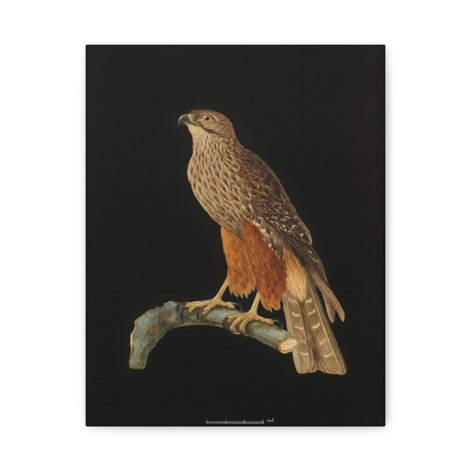 Falcon Art Canvas Print — Matte Stretched Bird Illustration