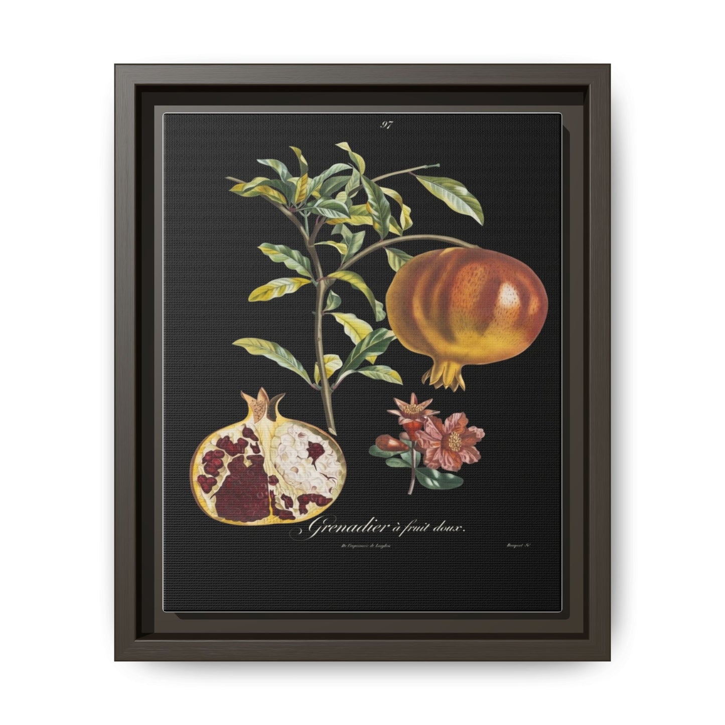 Pomegranate Botanical Framed Canvas Print — Vintage Fruit Wall Art