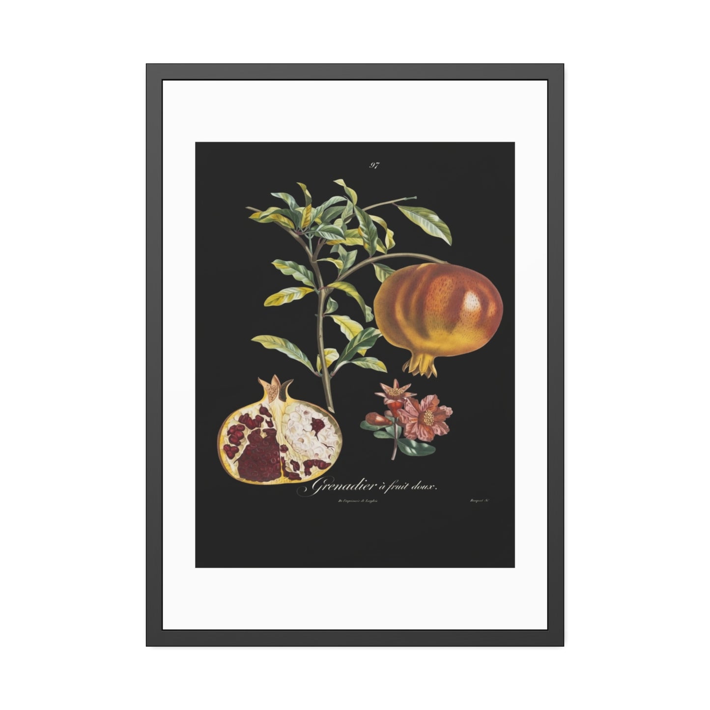 Pomegranate Botanical Framed Poster — Vintage Fruit Art Print