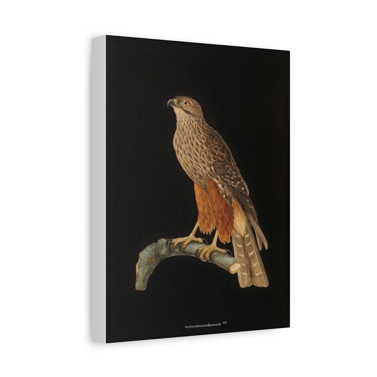 Falcon Art Canvas Print — Matte Stretched Bird Illustration