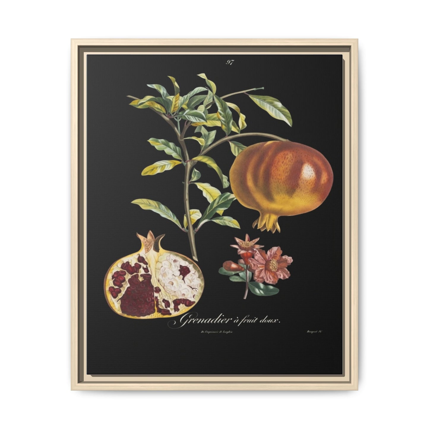 Pomegranate Botanical Framed Canvas Print — Vintage Fruit Wall Art