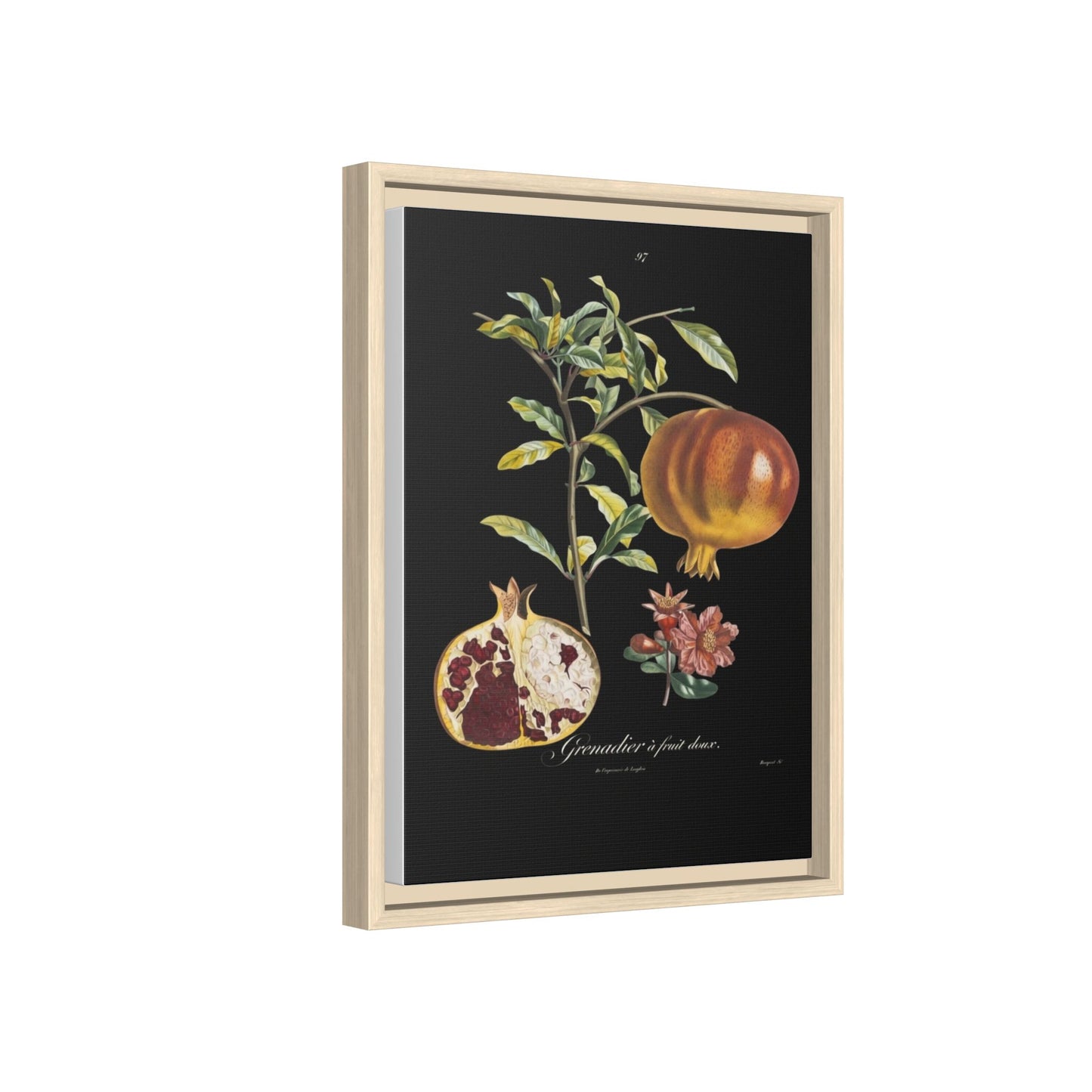 Pomegranate Botanical Framed Canvas Print — Vintage Fruit Wall Art