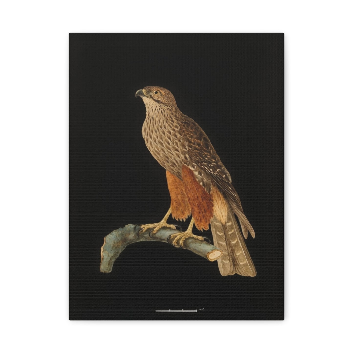 Falcon Art Canvas Print — Matte Stretched Bird Illustration