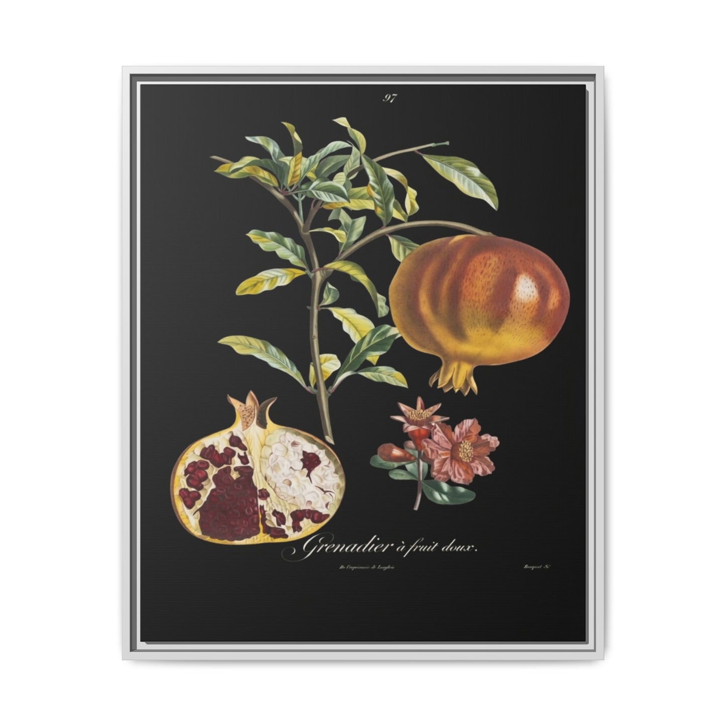 Pomegranate Botanical Framed Canvas Print — Vintage Fruit Wall Art