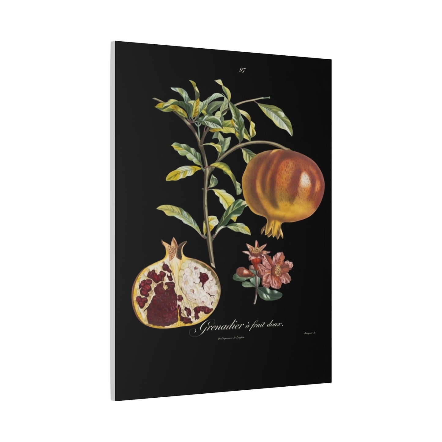 Pomegranate Botanical Canvas Print — Matte Stretched Wall Art